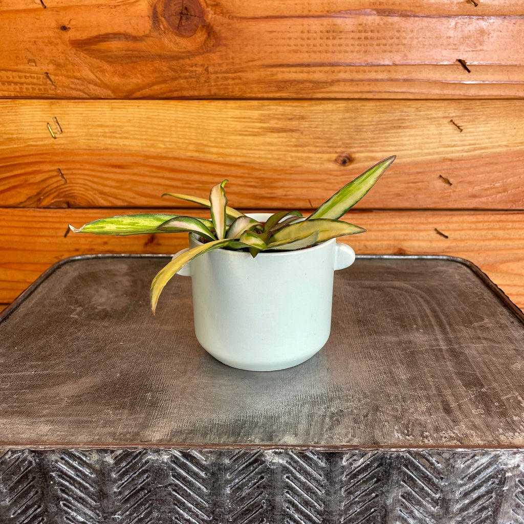 Hoya Wayetii Variegated, 2" Plant