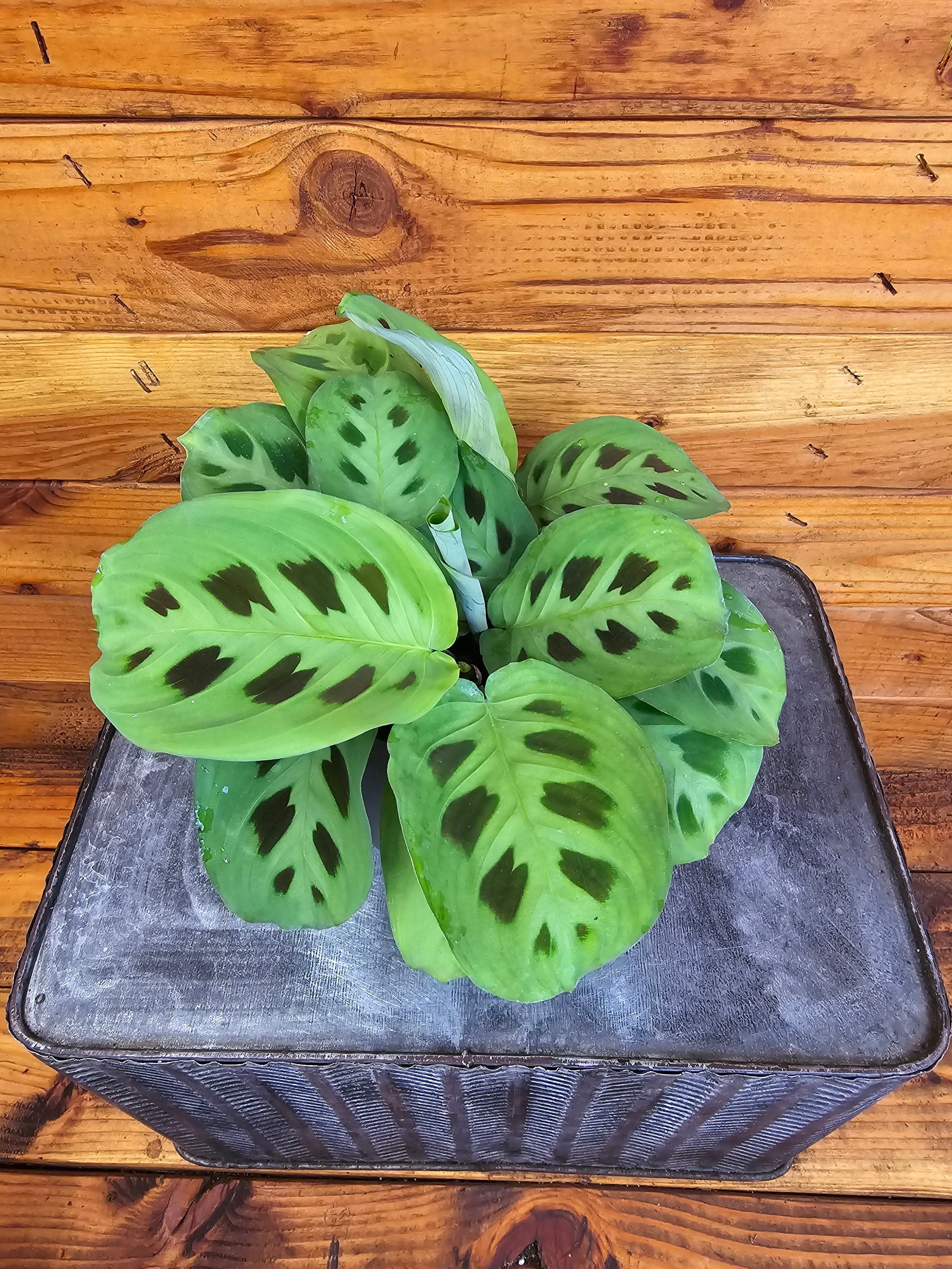 Maranta Leuconeura Green, 4" Plant