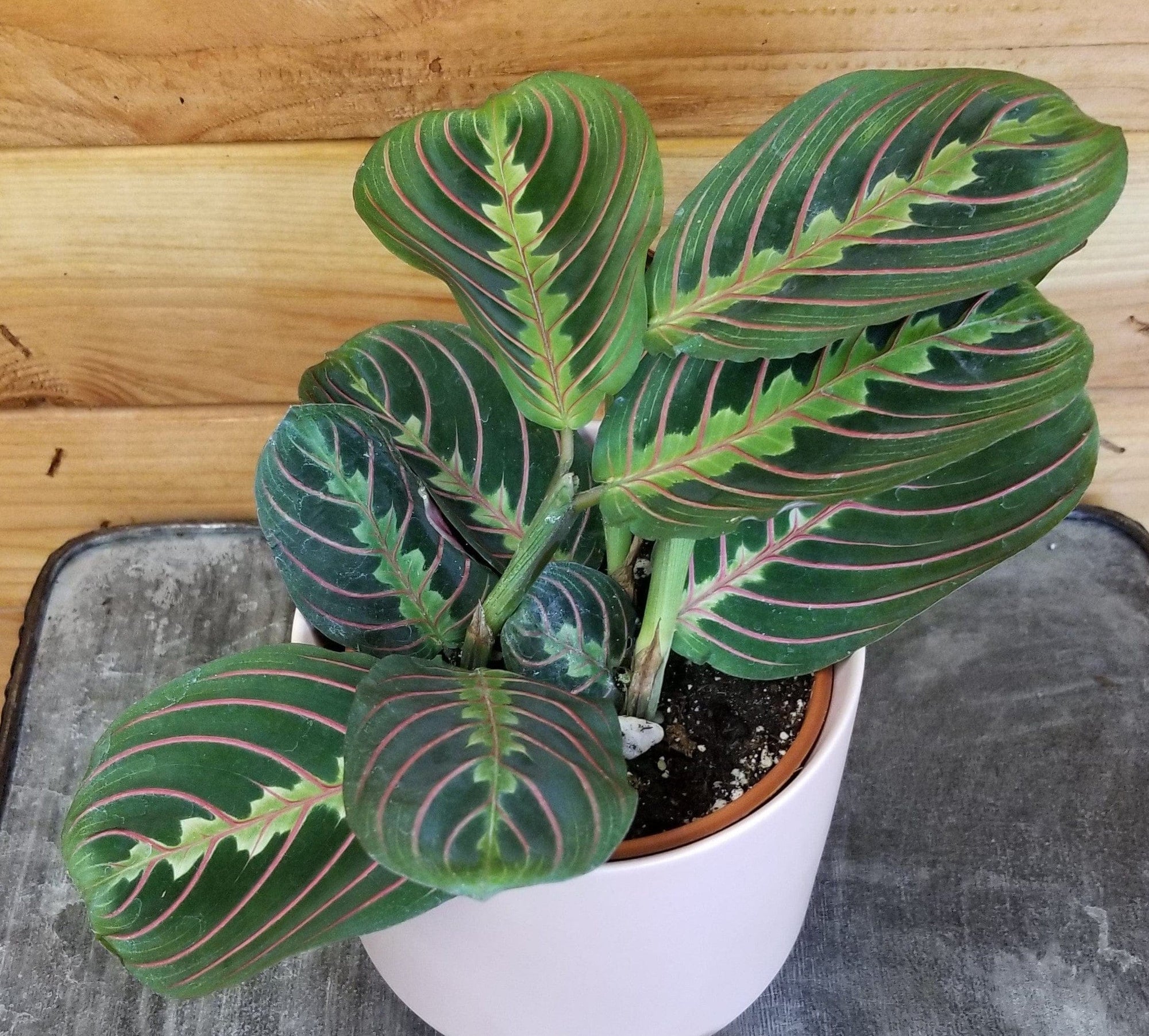 Maranta Leuconeura Red, 4" Plant