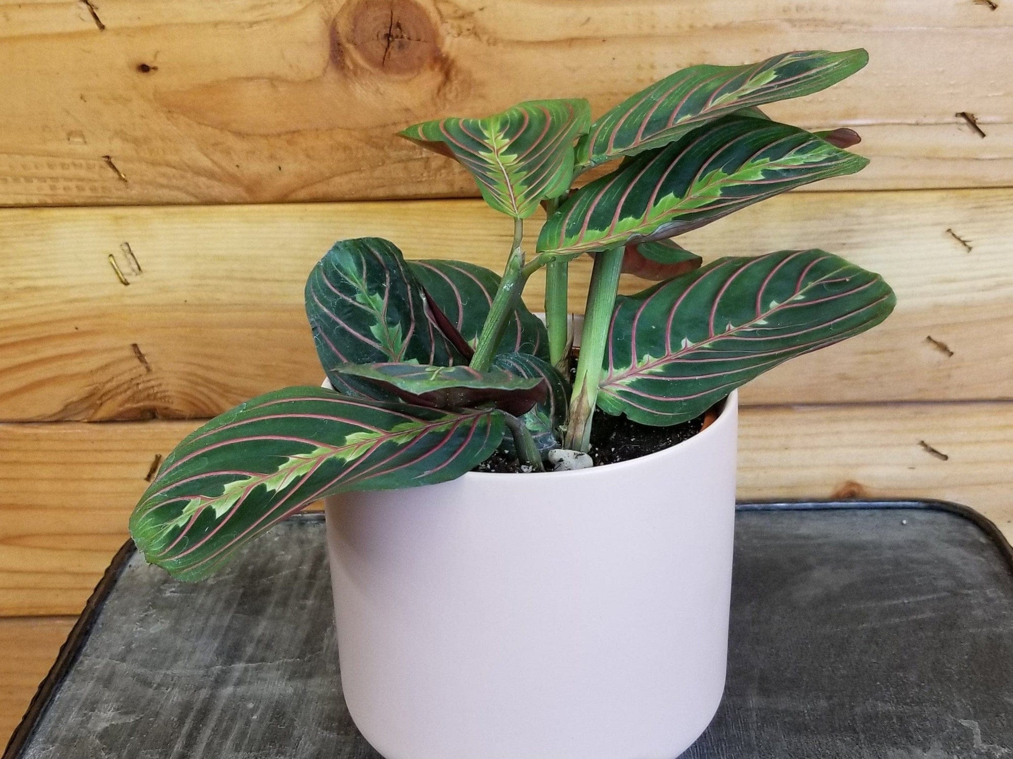 Maranta Leuconeura Red, 4" Plant