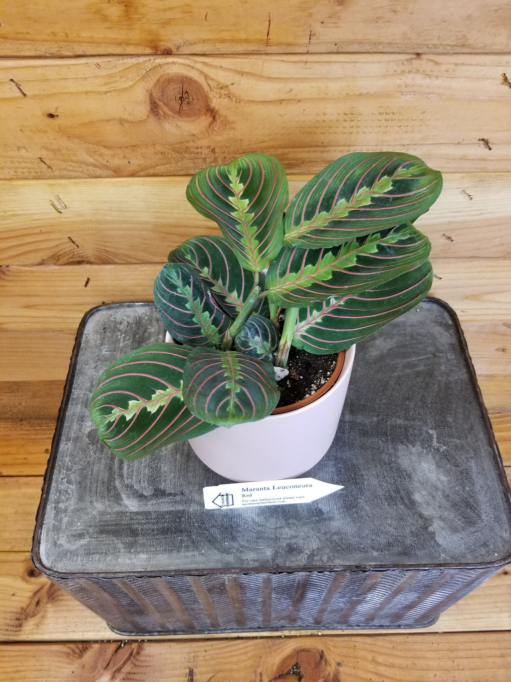 Maranta Leuconeura Red, 4" Plant