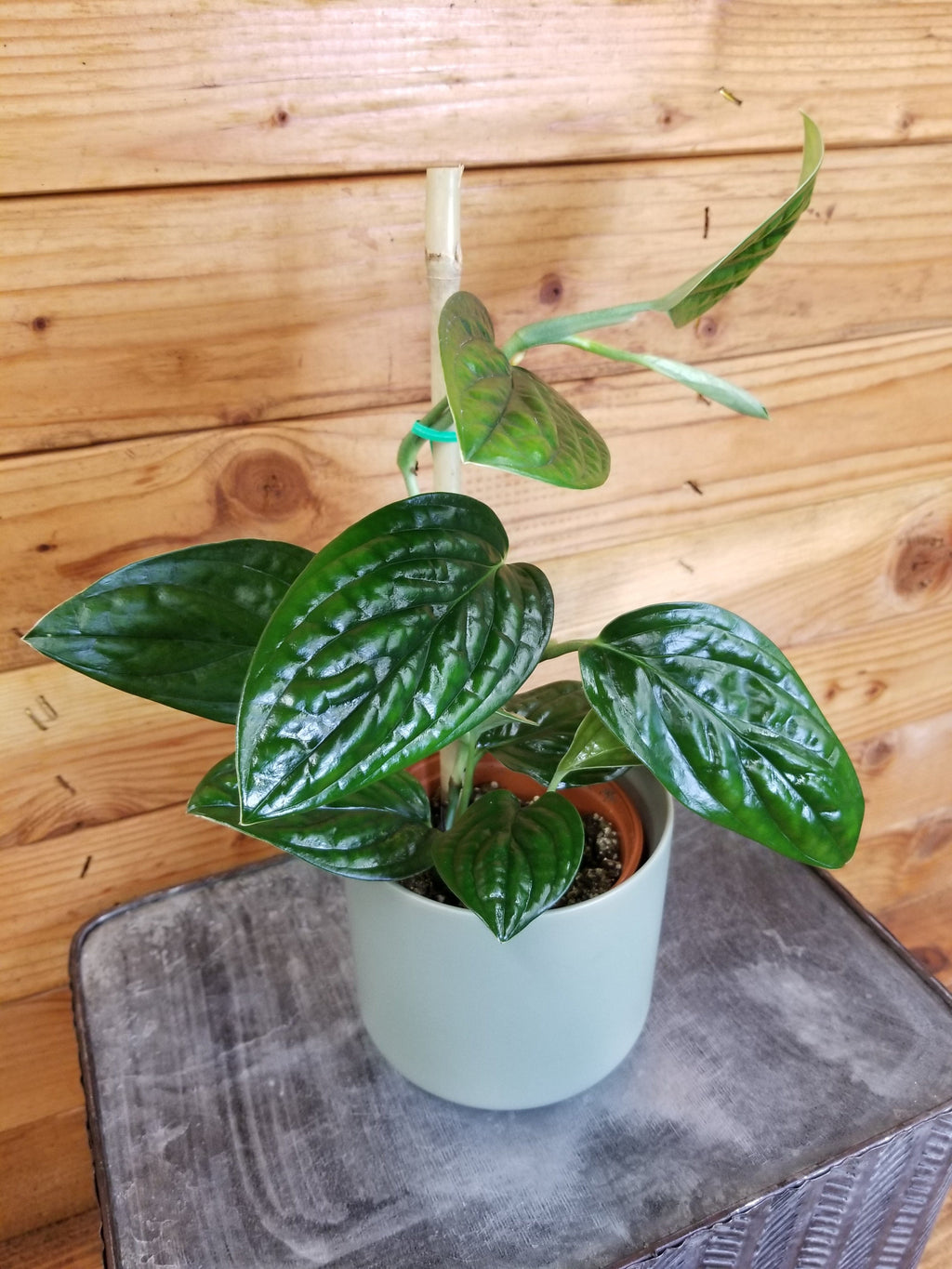 Monstera Karstenianum Peru, 4" Plant