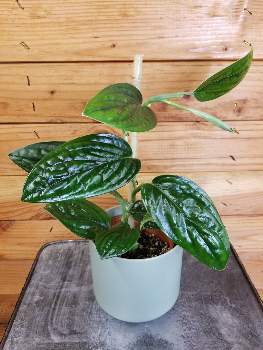 Monstera Karstenianum Peru, 4" Plant