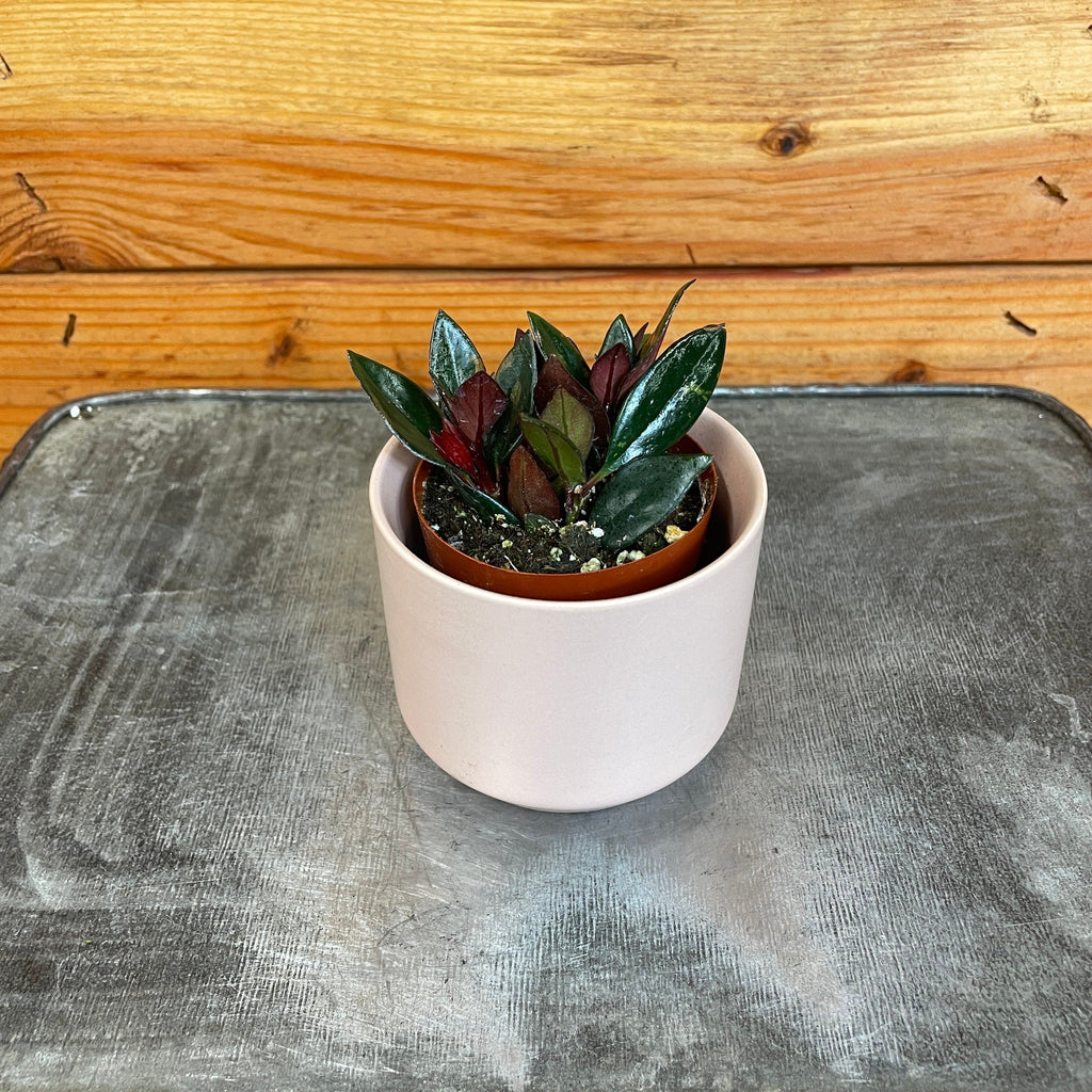 Nematanthus Goldfish Shady Lady Mae, 2" Plant