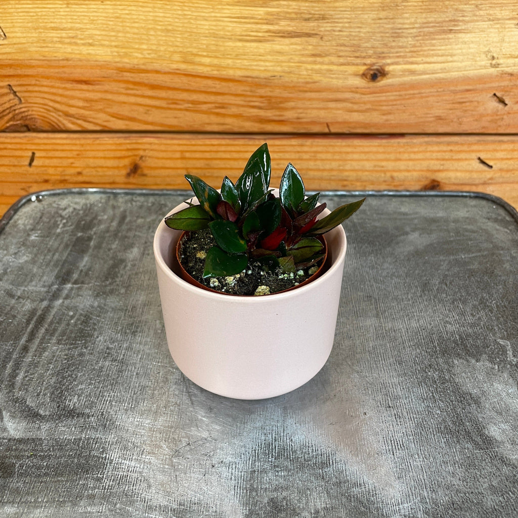 Nematanthus Goldfish Shady Lady Mae, 2" Plant