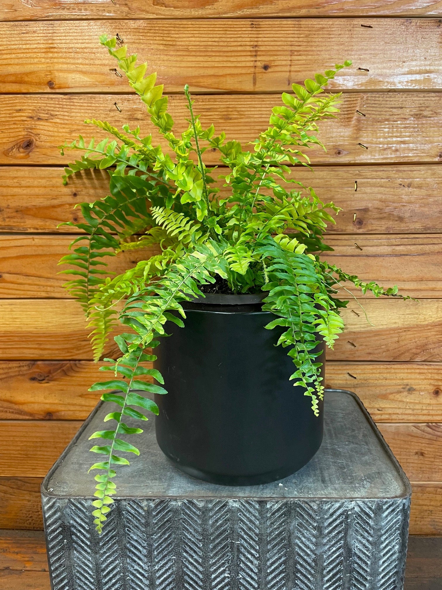 Nephrolepis Tiger Fern, 6" Plant
