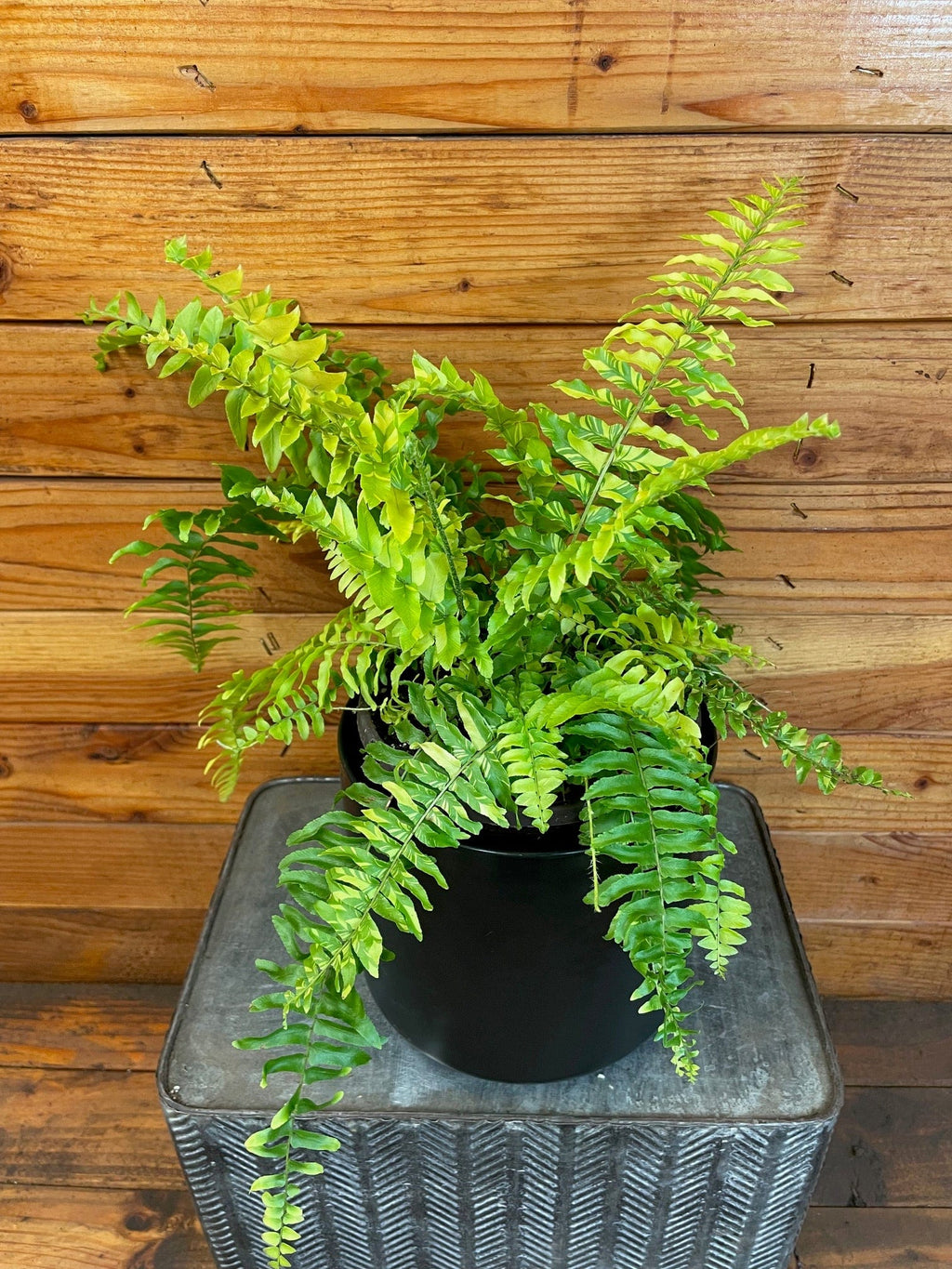Nephrolepis Tiger Fern, 6" Plant