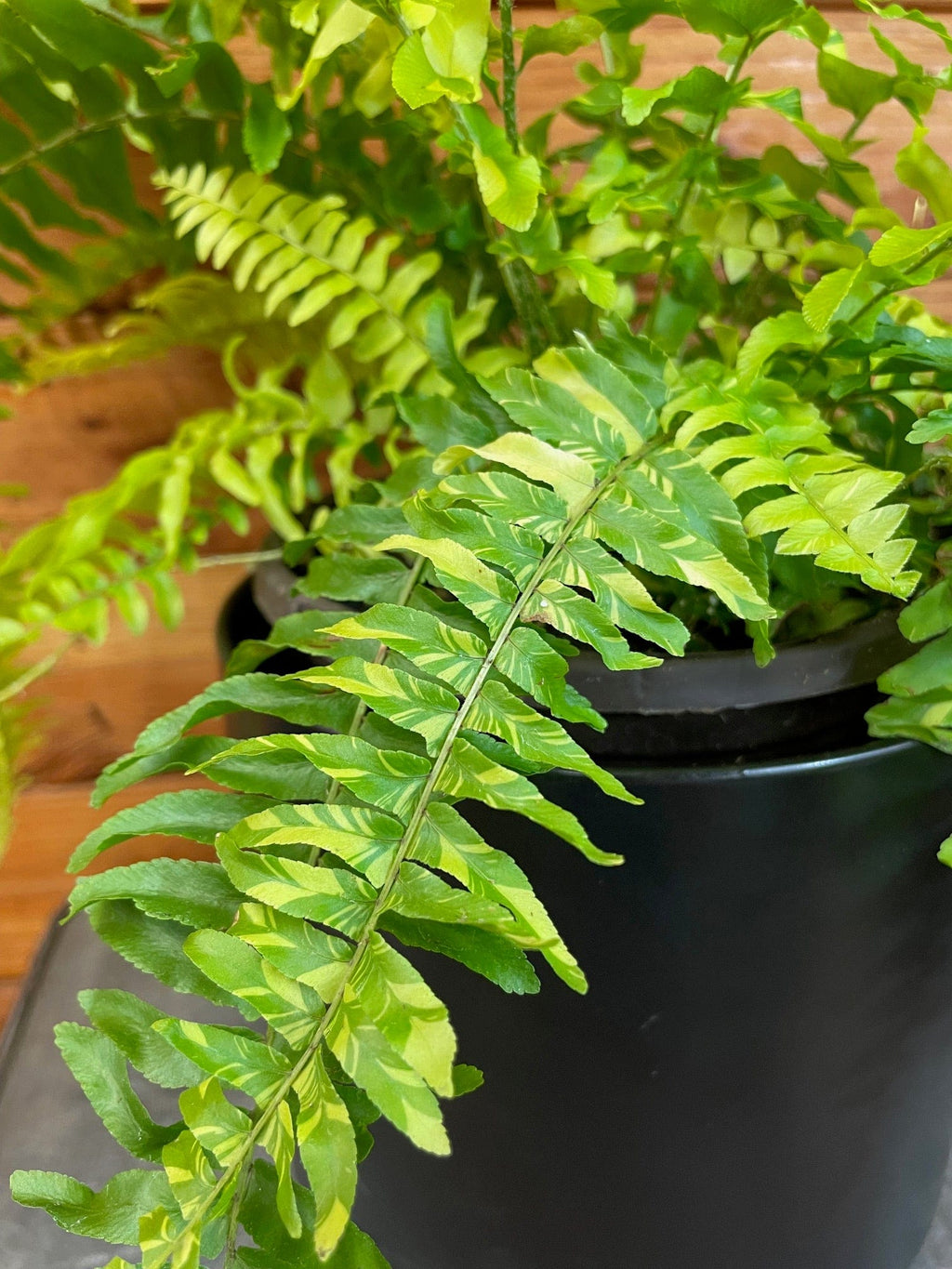 Nephrolepis Tiger Fern, 6" Plant