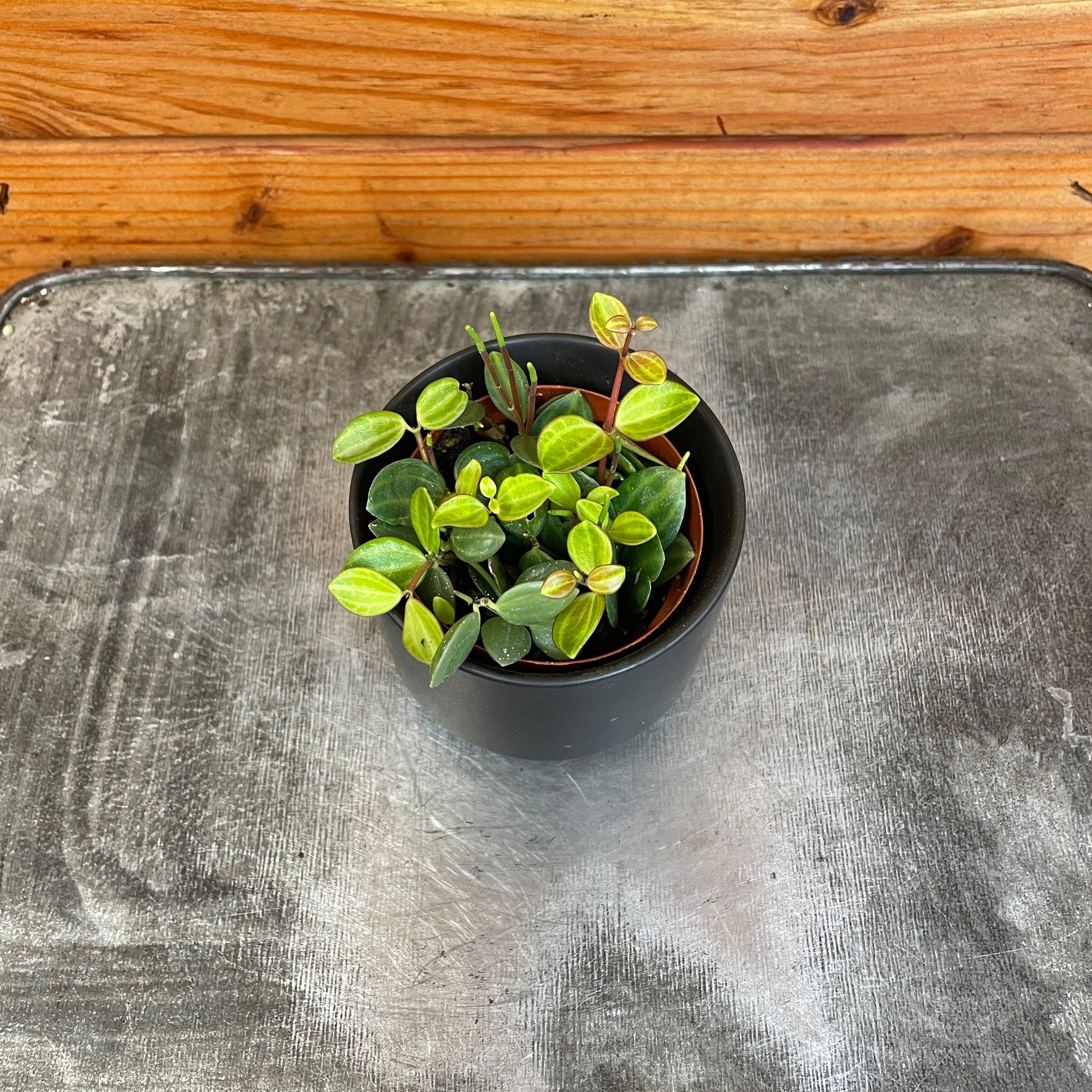 Peperomia Beetle, 2" Plant