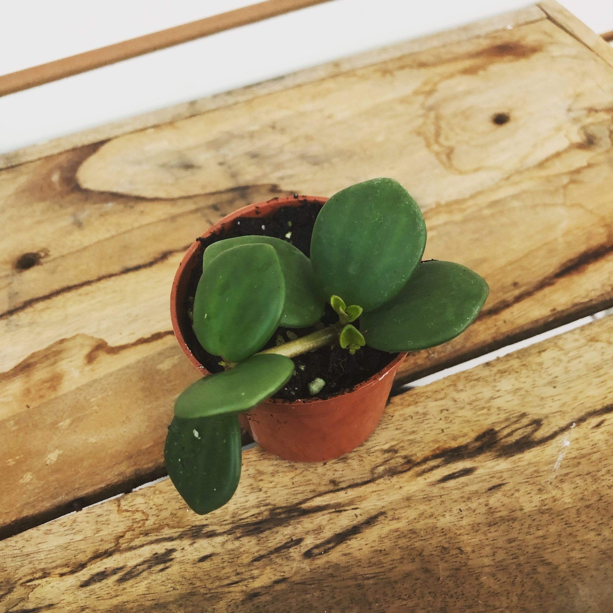 Peperomia Hope, 2" Plant