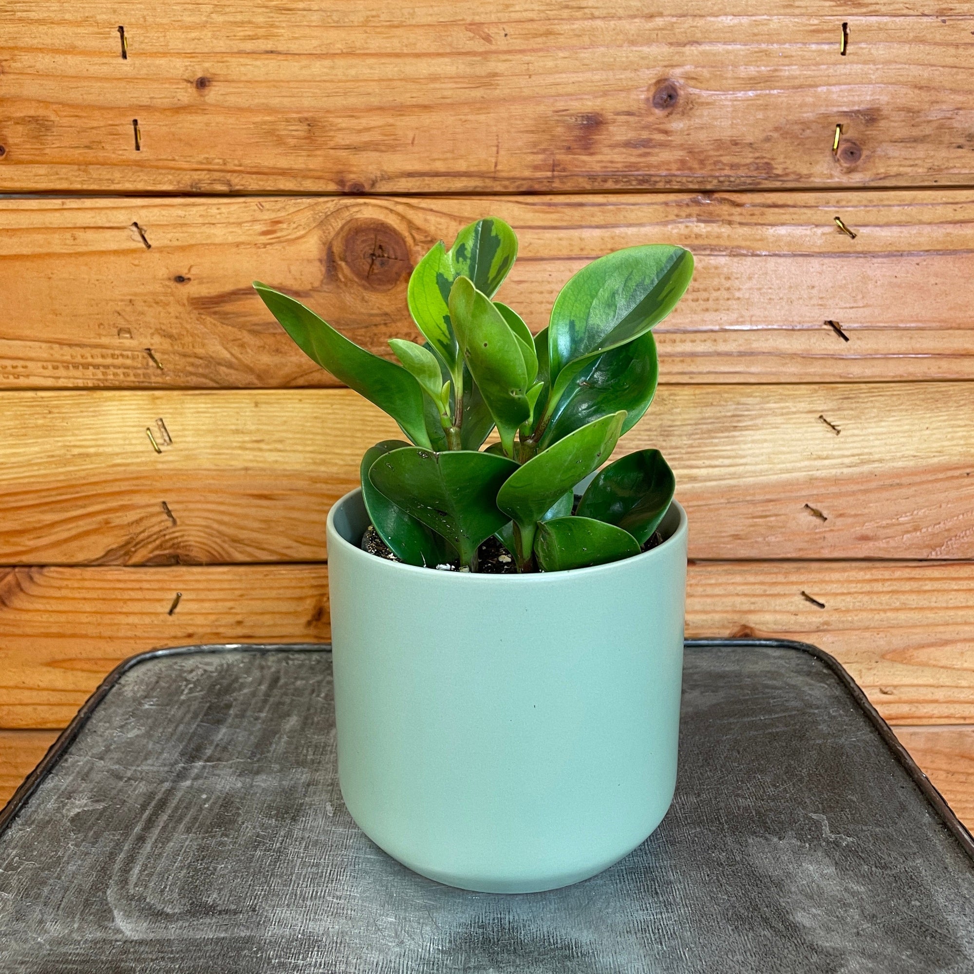 Peperomia Obtusifolia Lemon Lime, 4" Plant