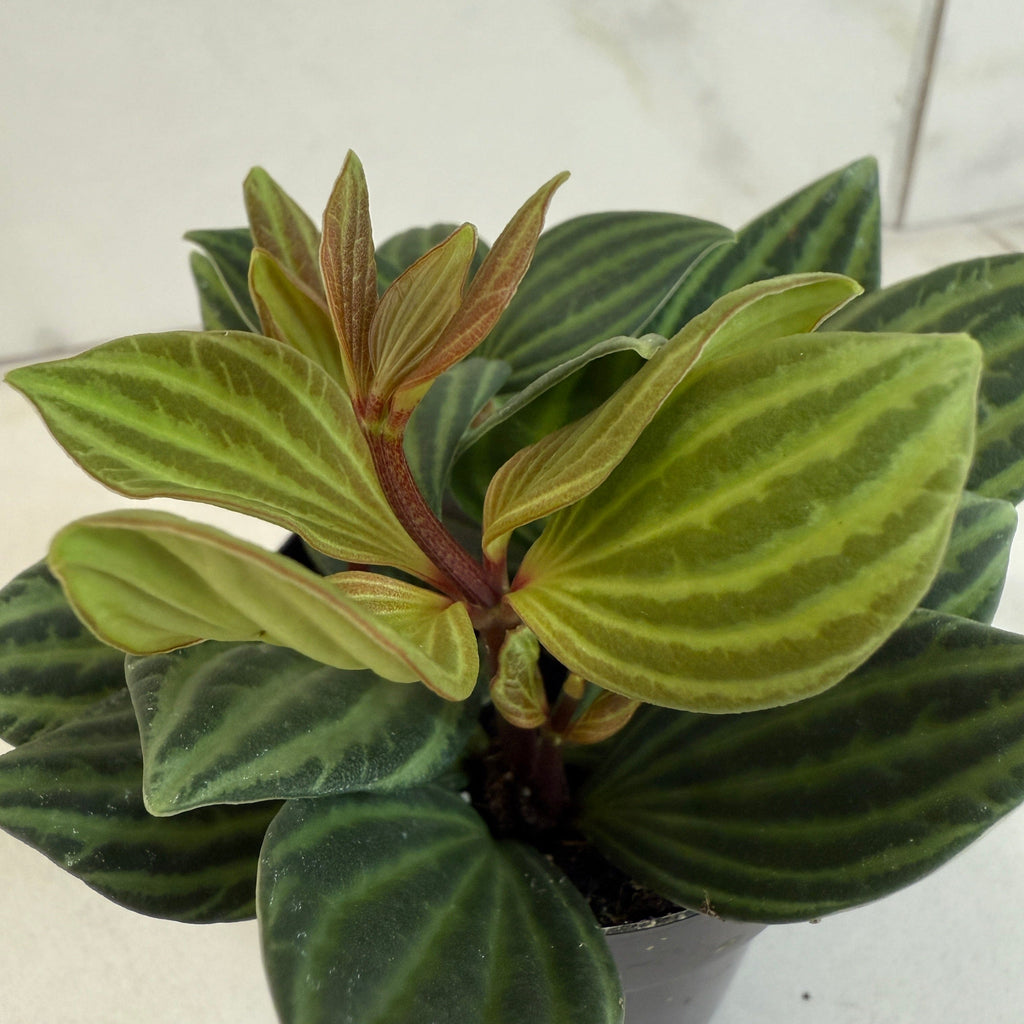 Peperomia Stilt, 2" Plant