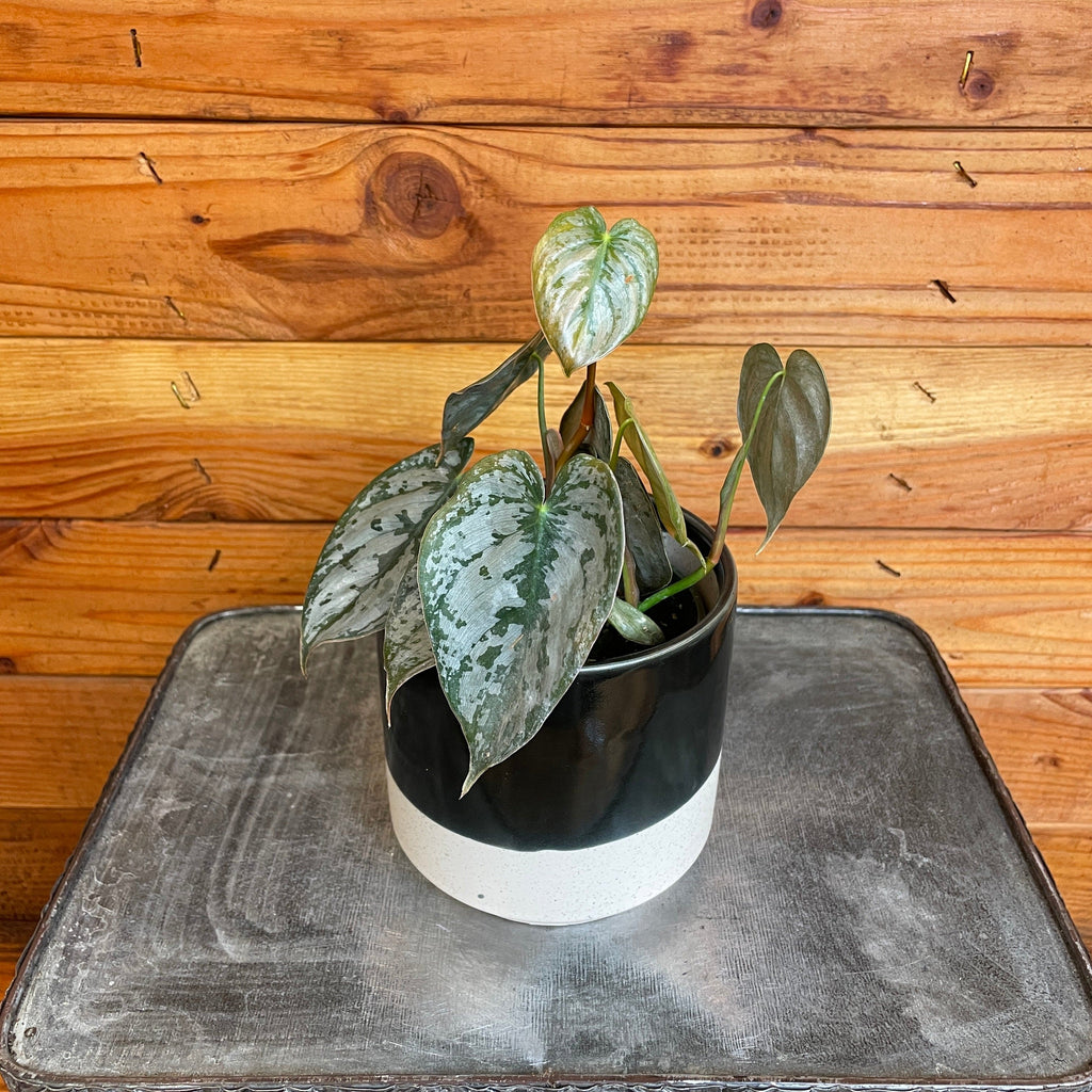 Philodendron Brandtianum, 4" Plant