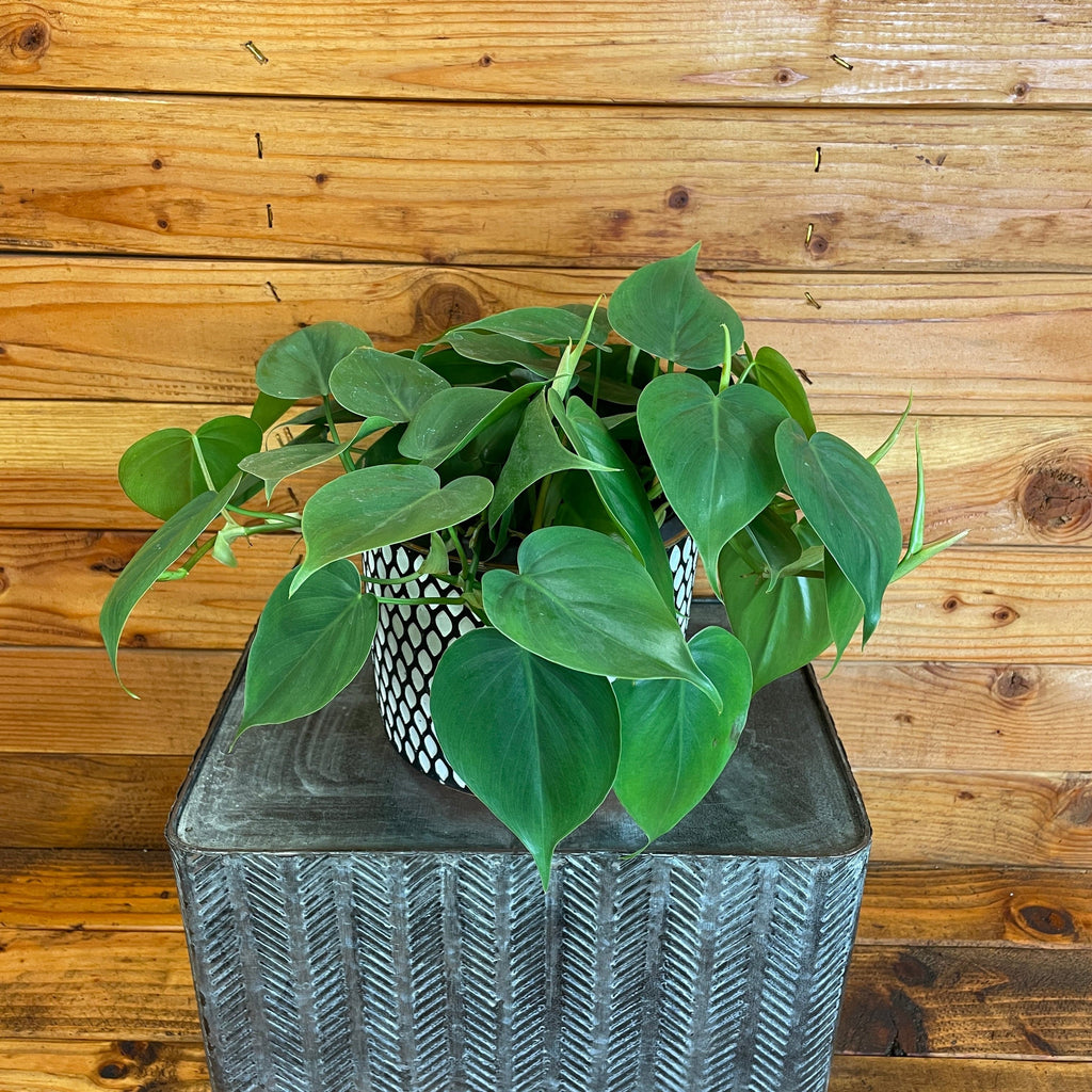 Philodendron Cordatum, 6" Plant