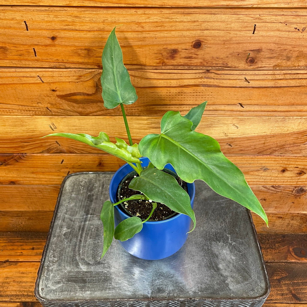 Philodendron Mayoi, 4" Plant