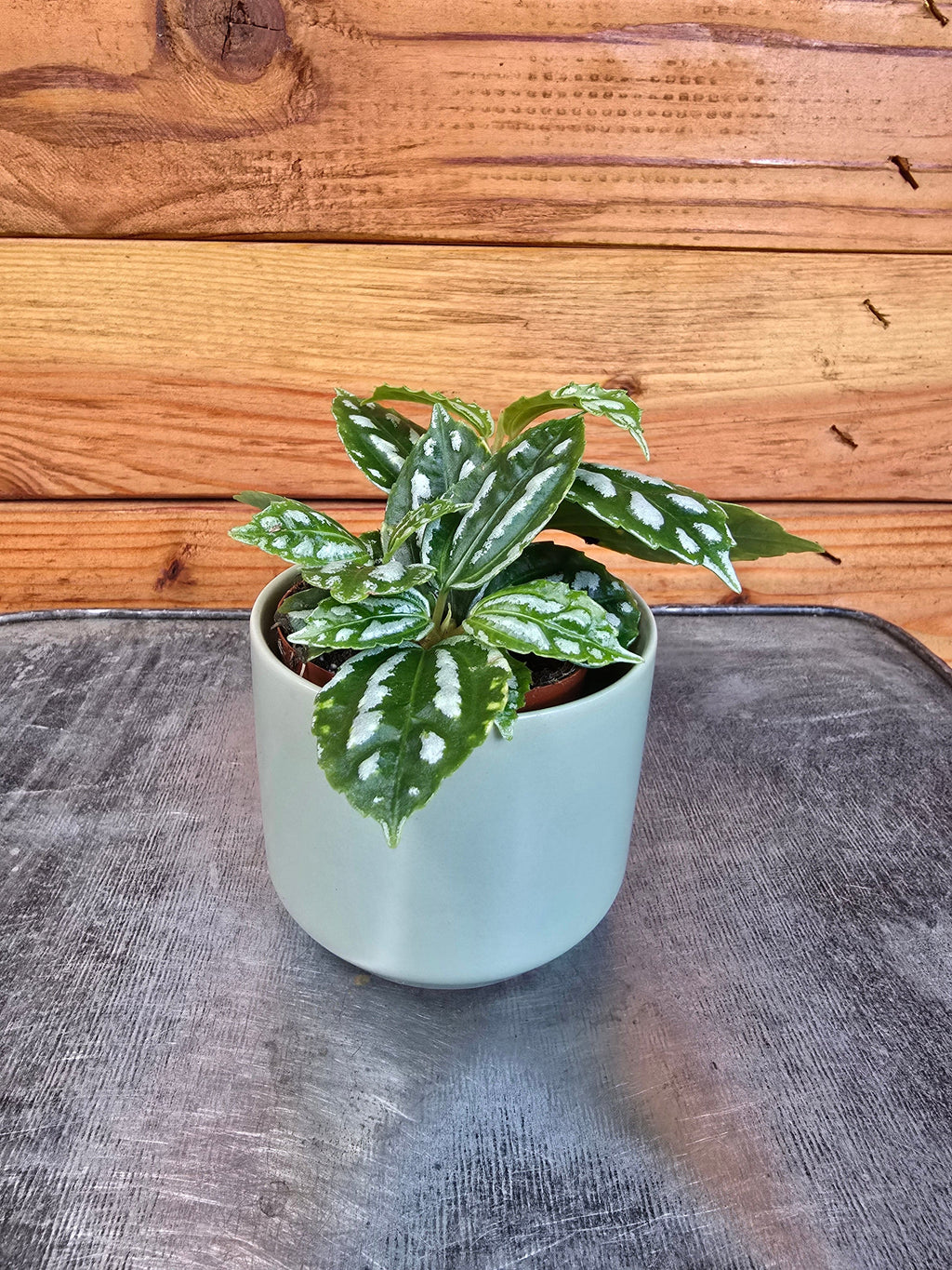 Pilea Cadierei Aluminium, 2" Plant