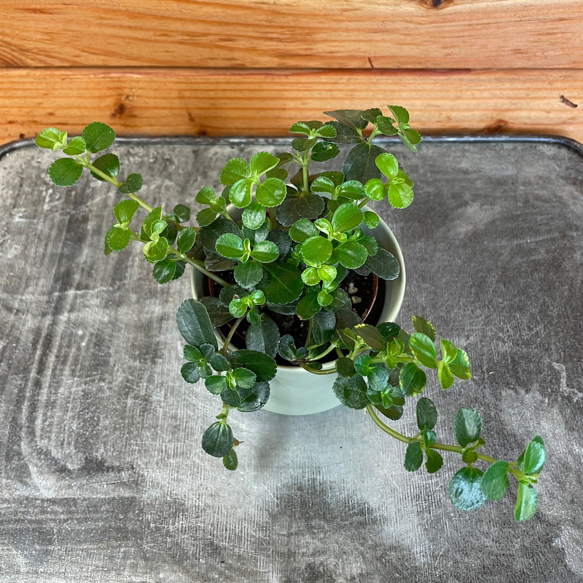 Pilea Espresso, 2" Plant