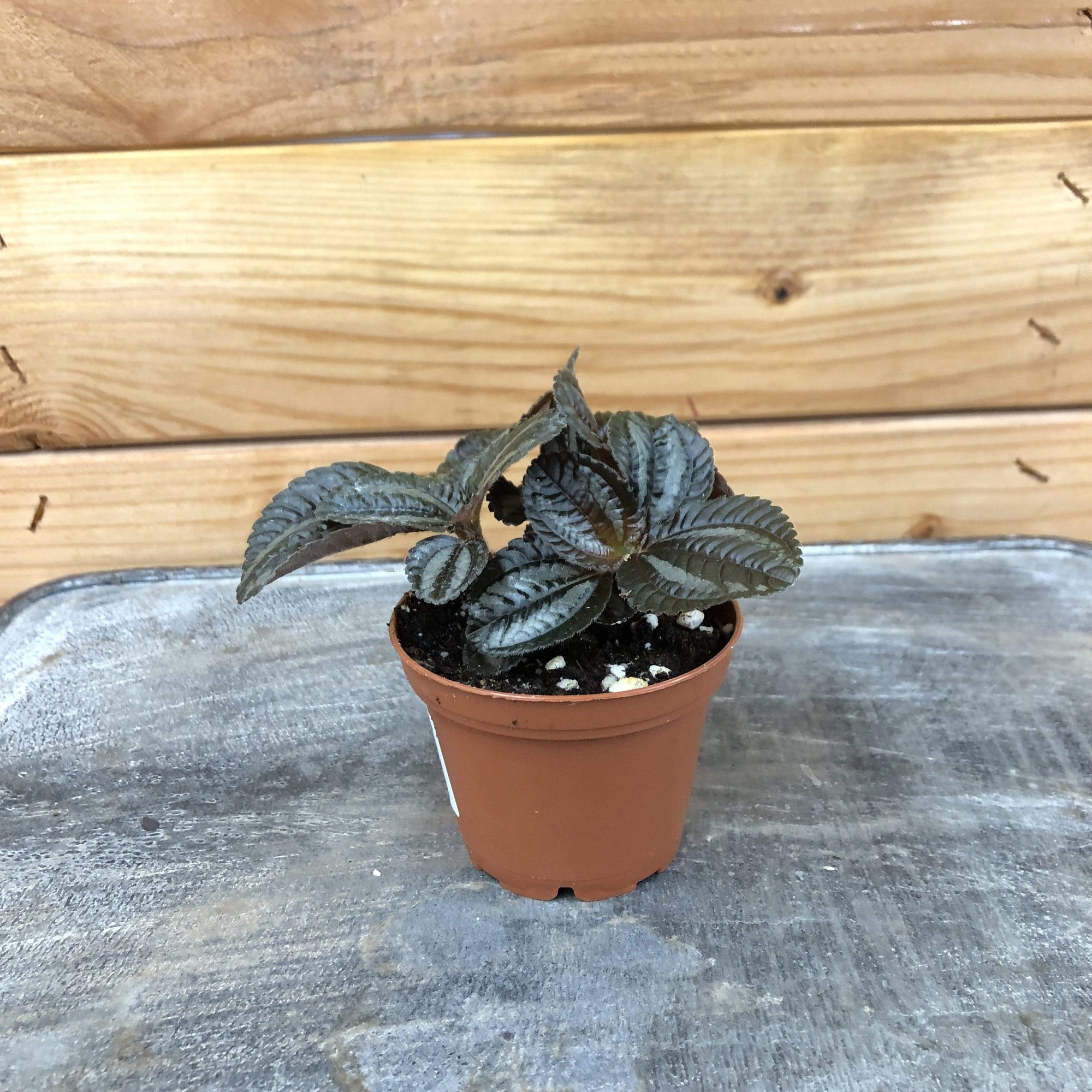 Pilea Norfolk, 2" Plant