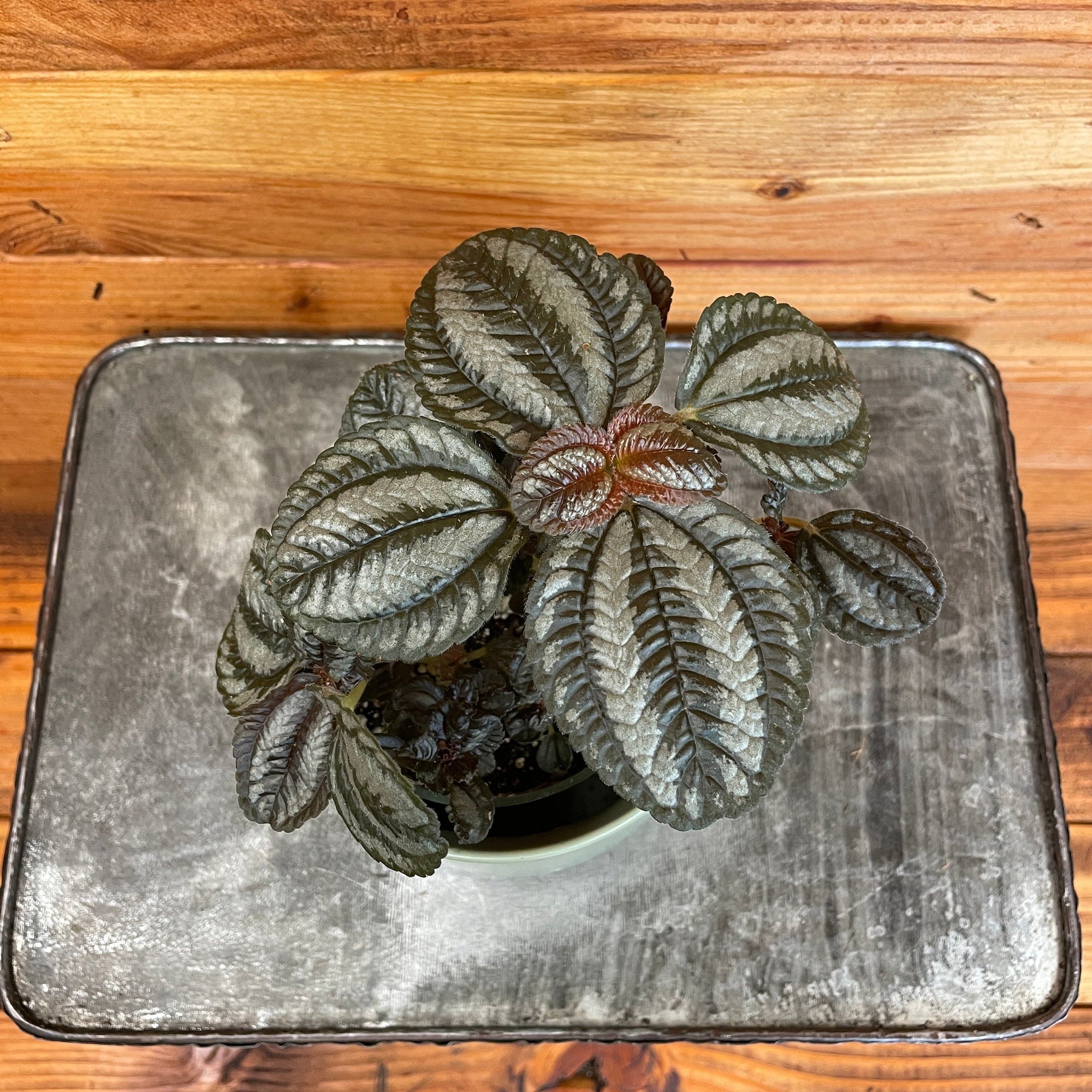 Pilea Norfolk, 4" Plant