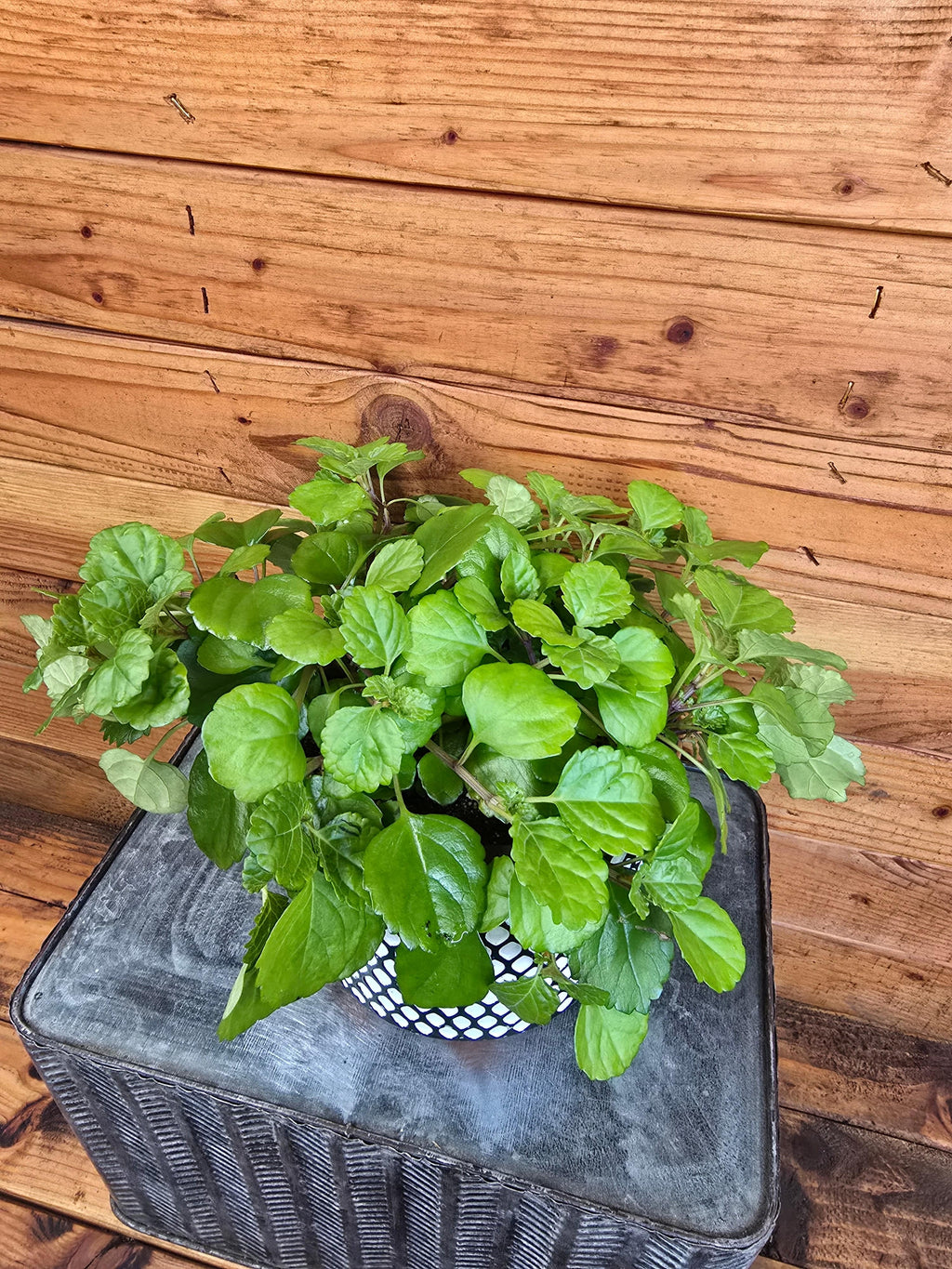 Plectranthus Australis Wax Swedish Ivy, 6" Plant