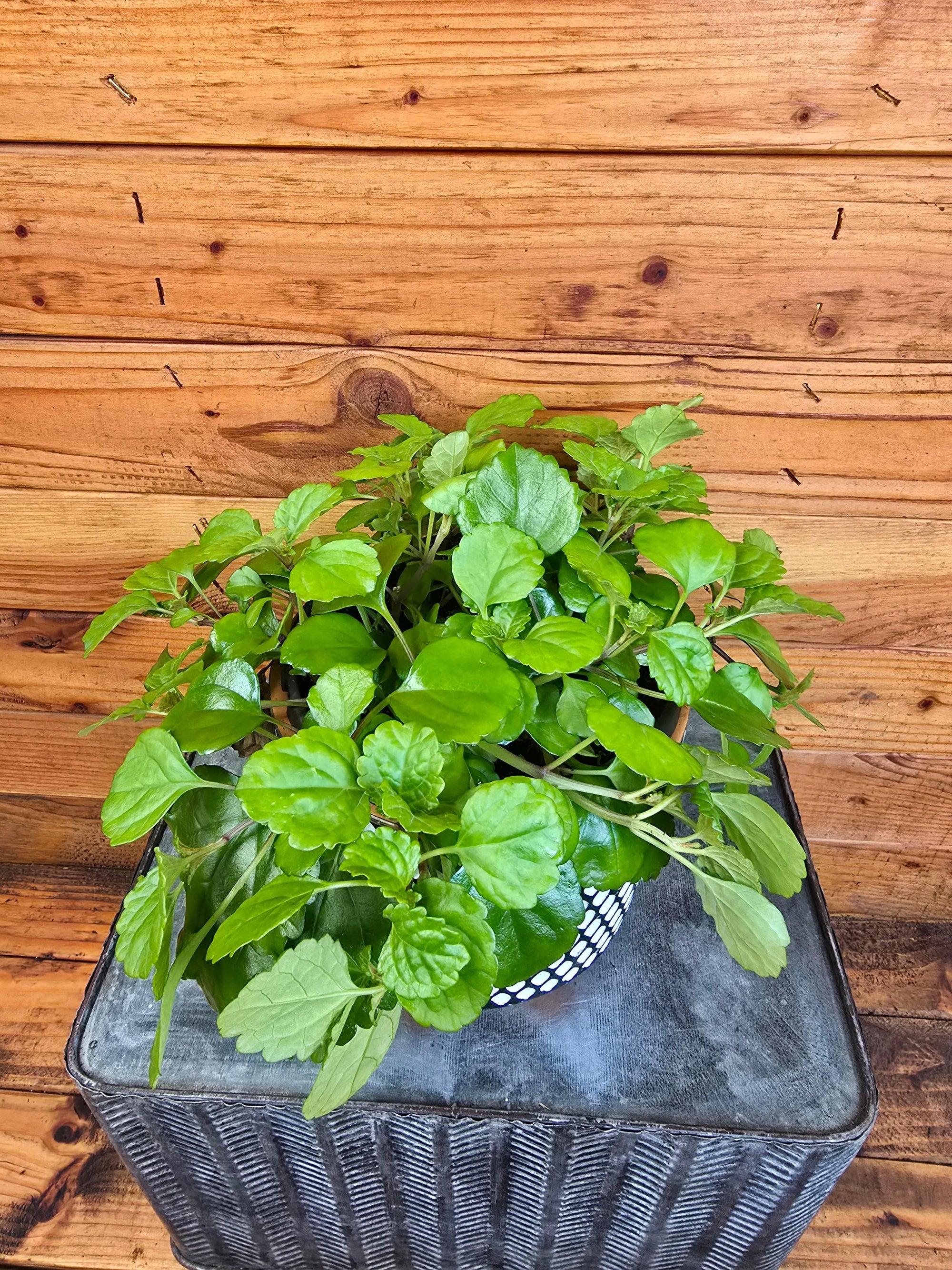 Plectranthus Australis Wax Swedish Ivy, 6" Plant