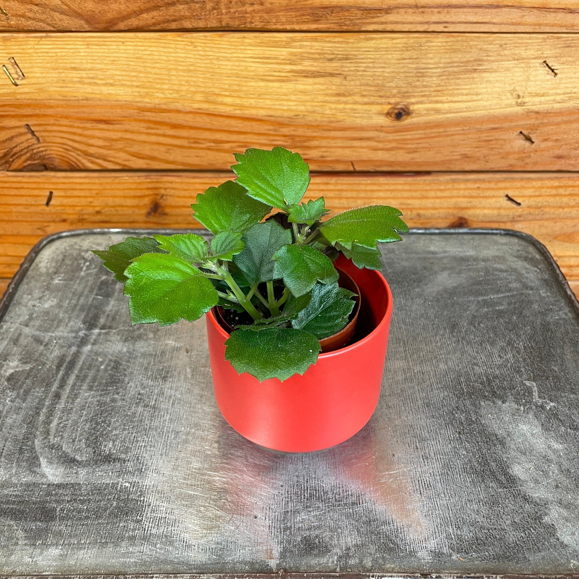 Plectranthus Mona Lavender, 2" Plant