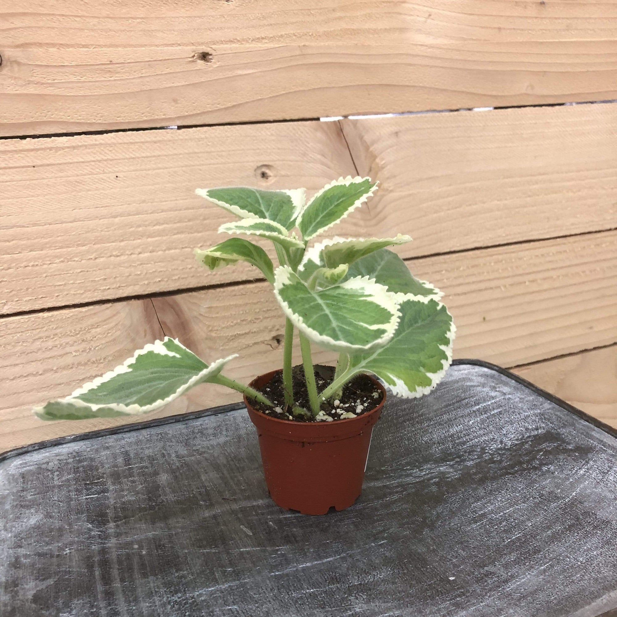 Plectranthus Variegated, 2" Plant
