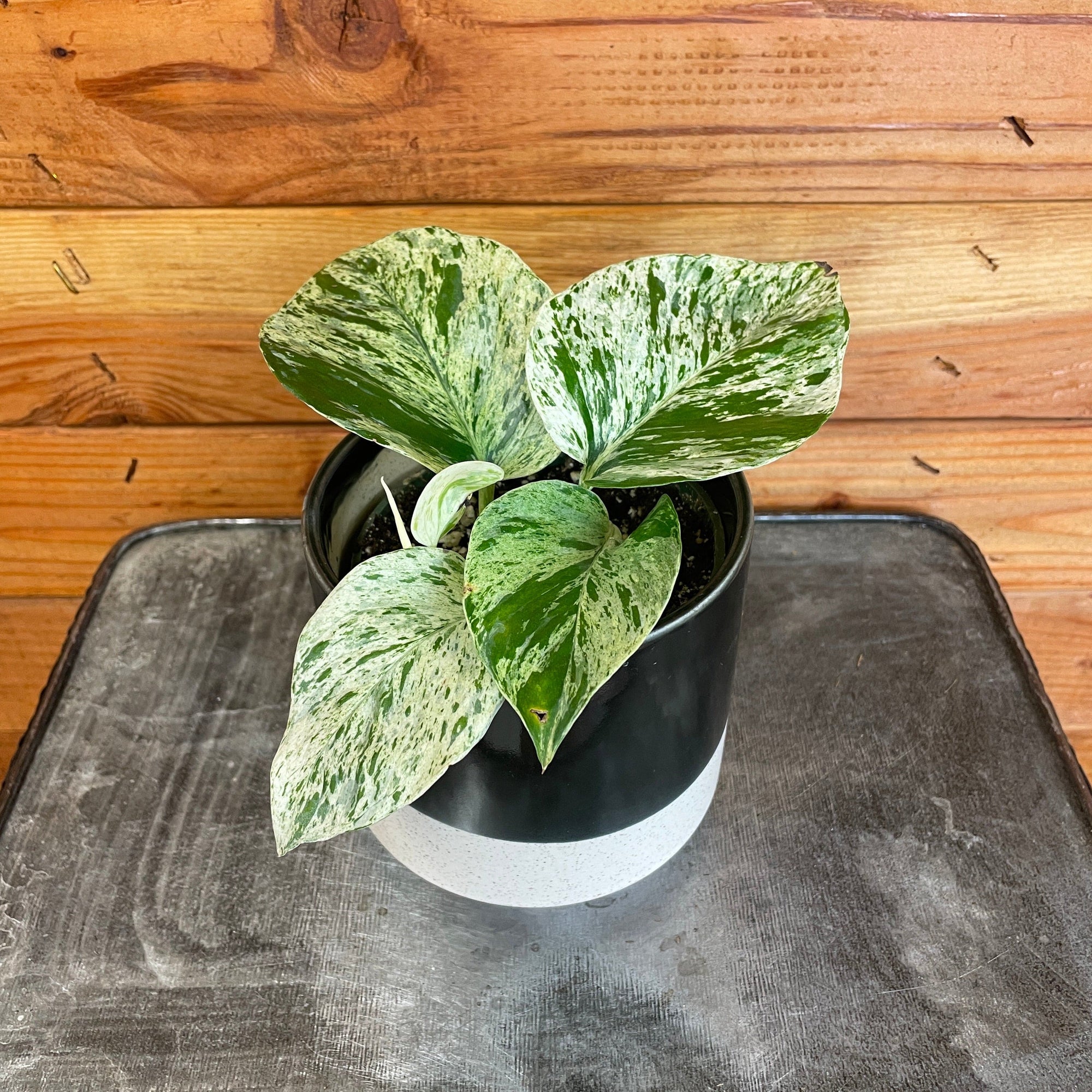 Pothos Marble Queen, 4" Plant