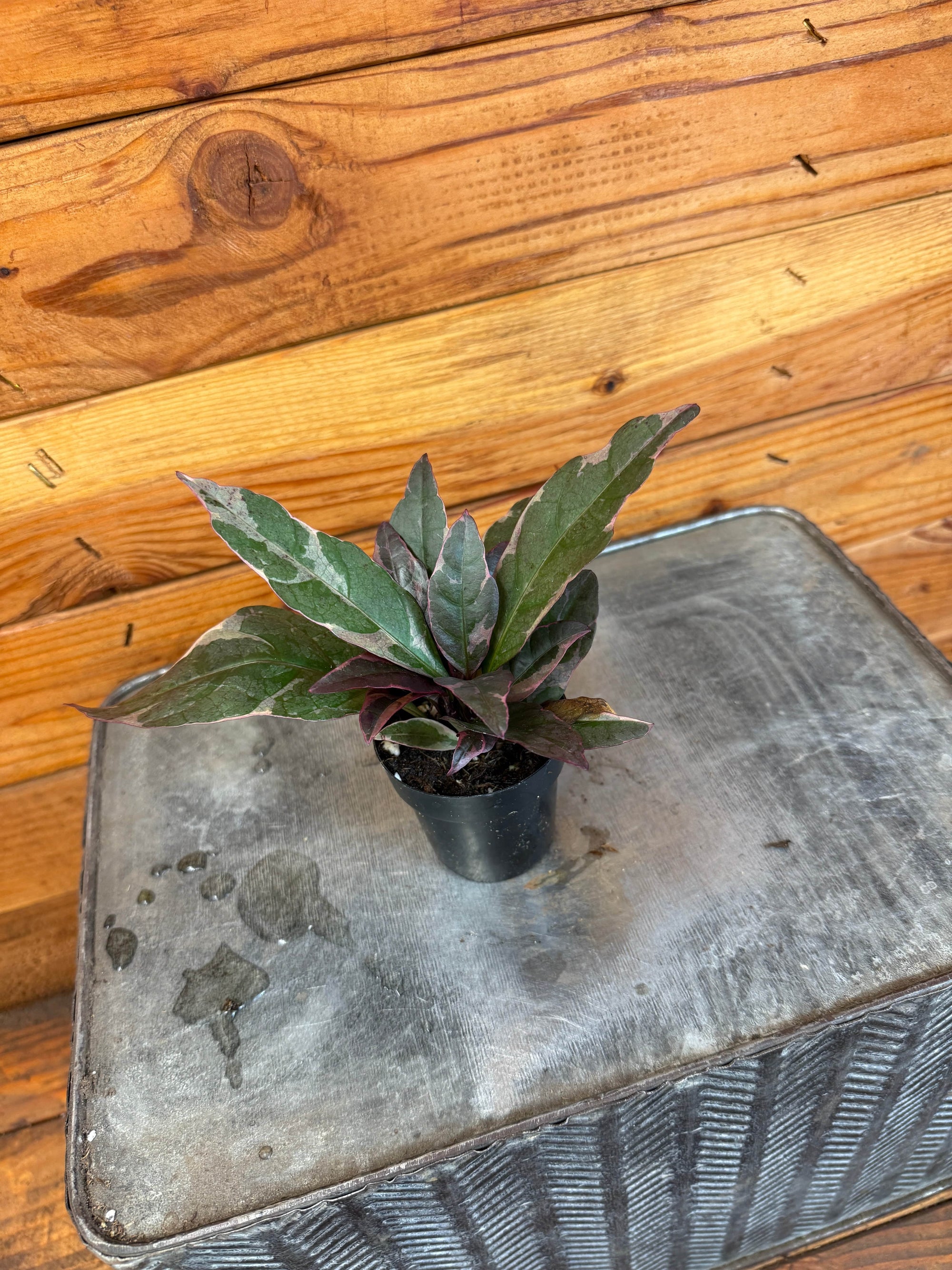 Pseuderanthemum atropurpureum Tricolor, 2" Plant