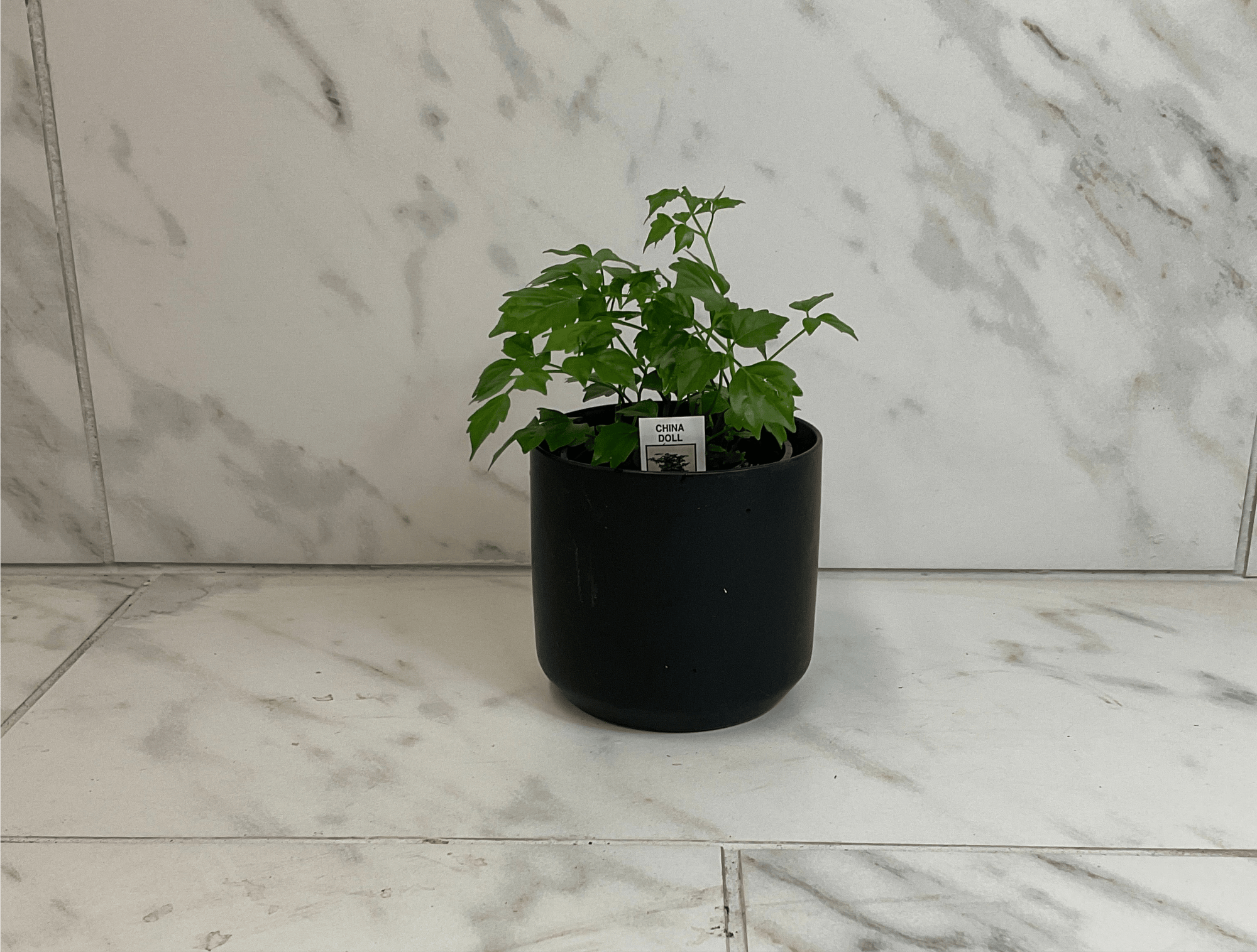 Radermachera Sinica China Doll, 4" Plant