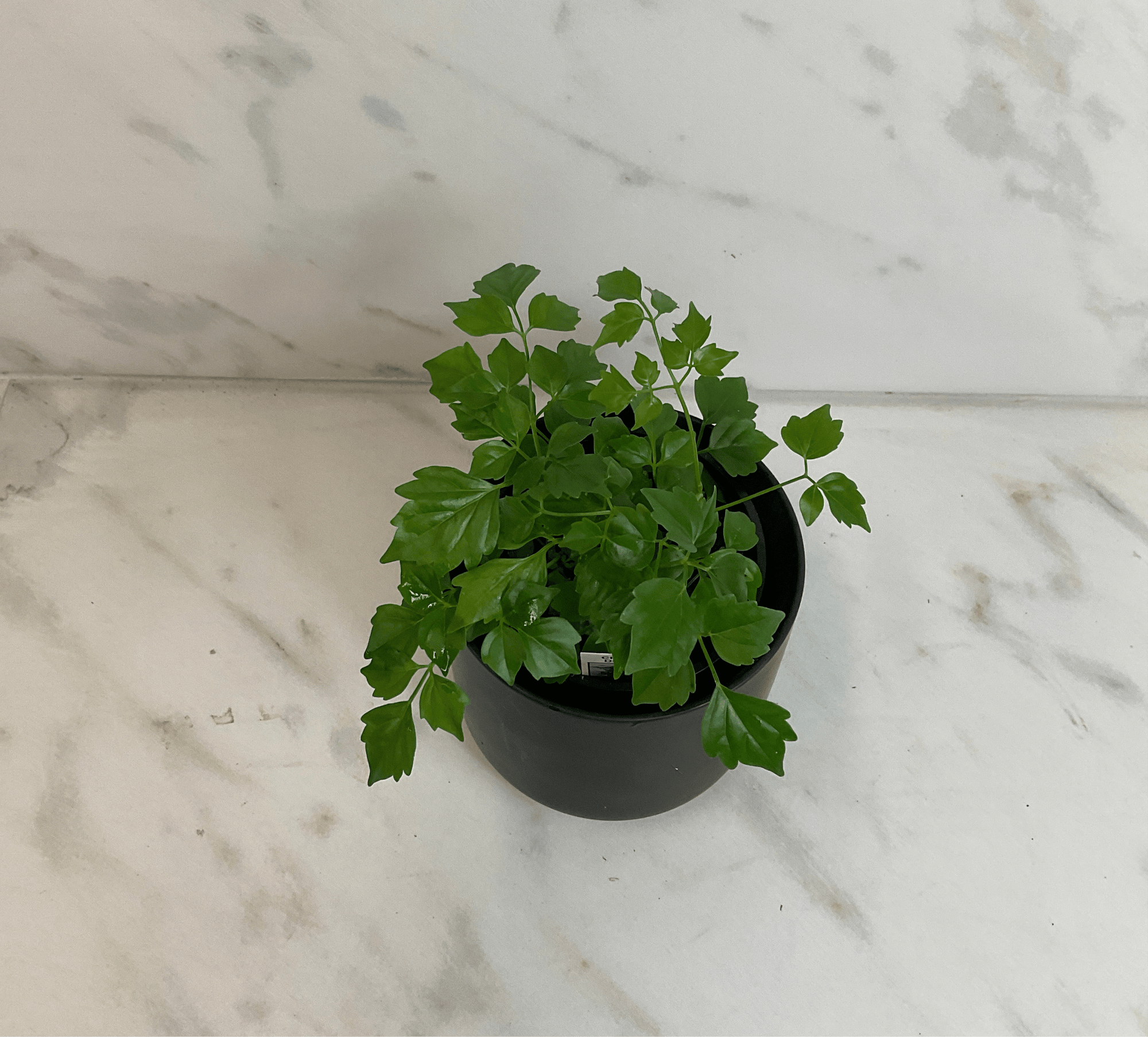 Radermachera Sinica China Doll, 4" Plant