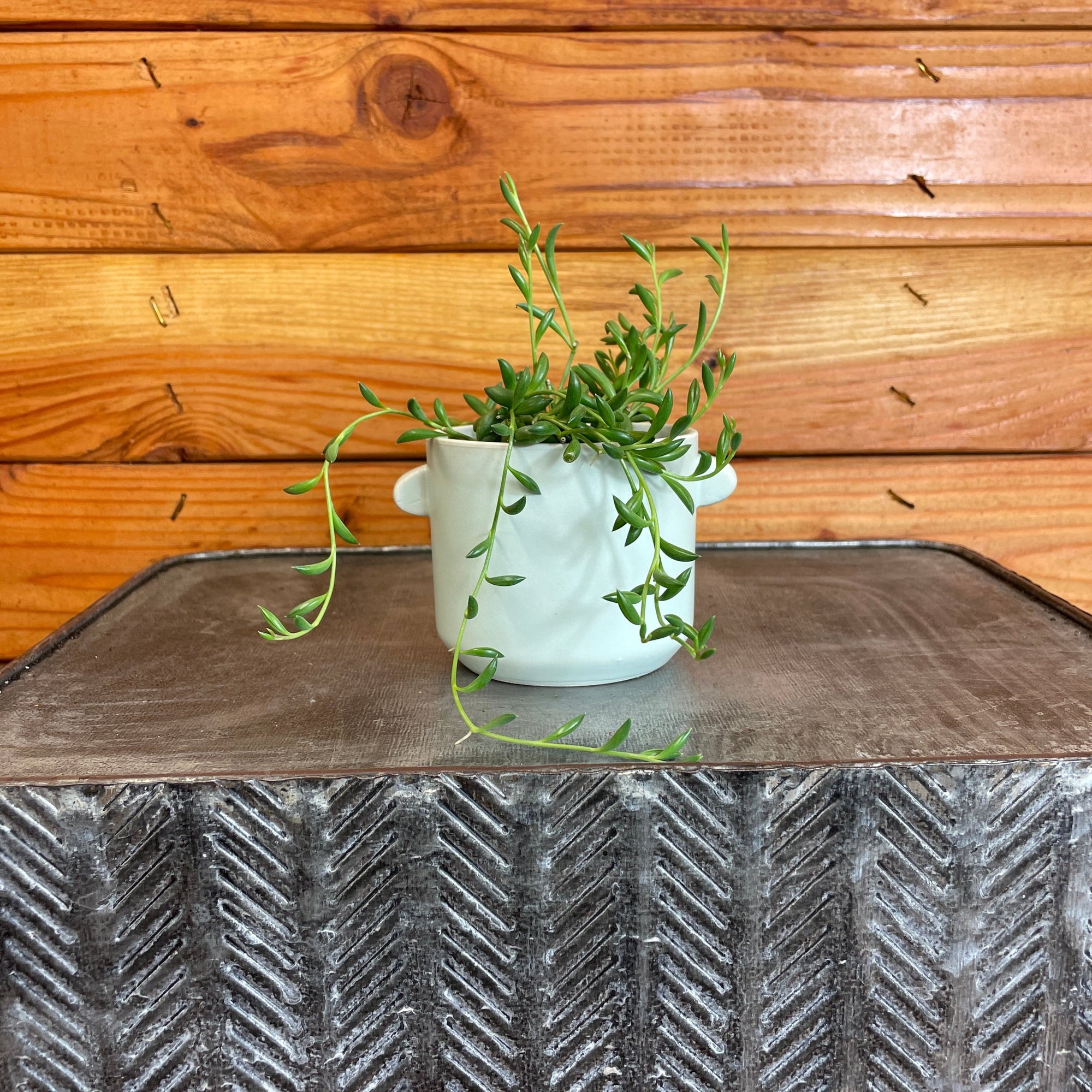 Radicans String of Bananas, 2" Plant