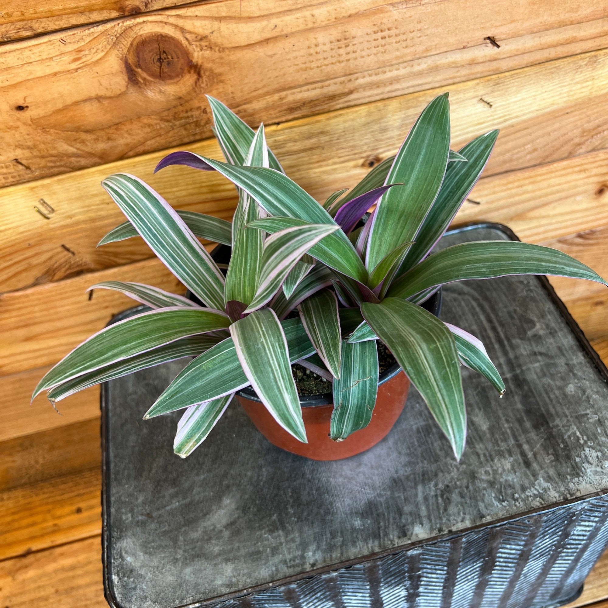 Rhoeo Spathacea Tricolor, 6" Plant