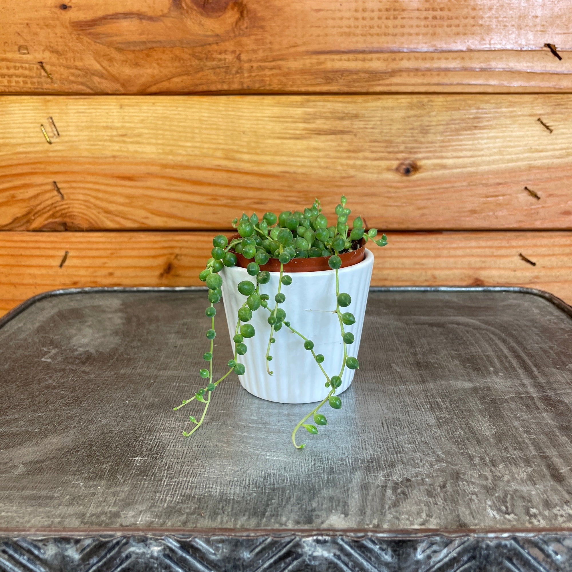 Rowleyanus String of Pearls, 2" Plant