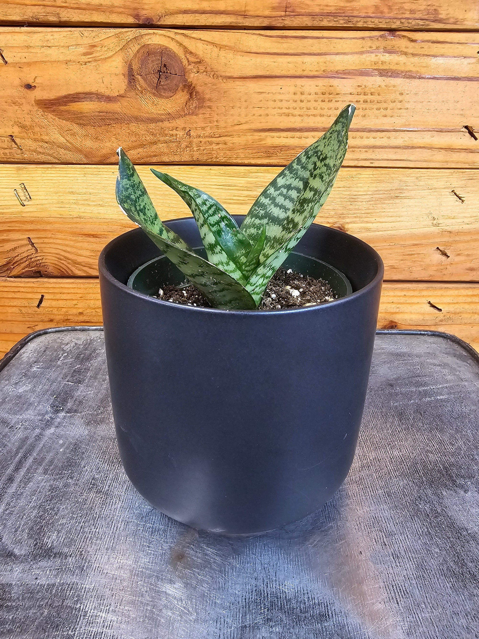 Sansevieria Green Hahnii, 4" Plant