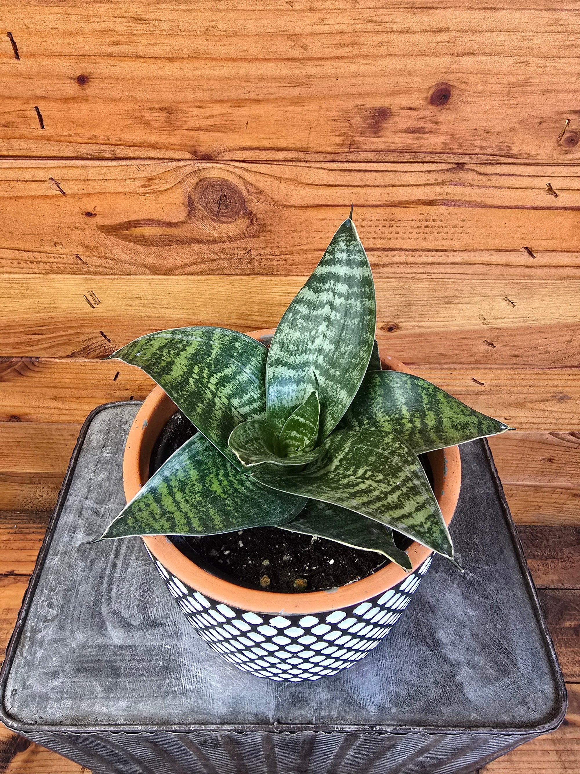 Sansevieria Green Hahnii, 6" Plant