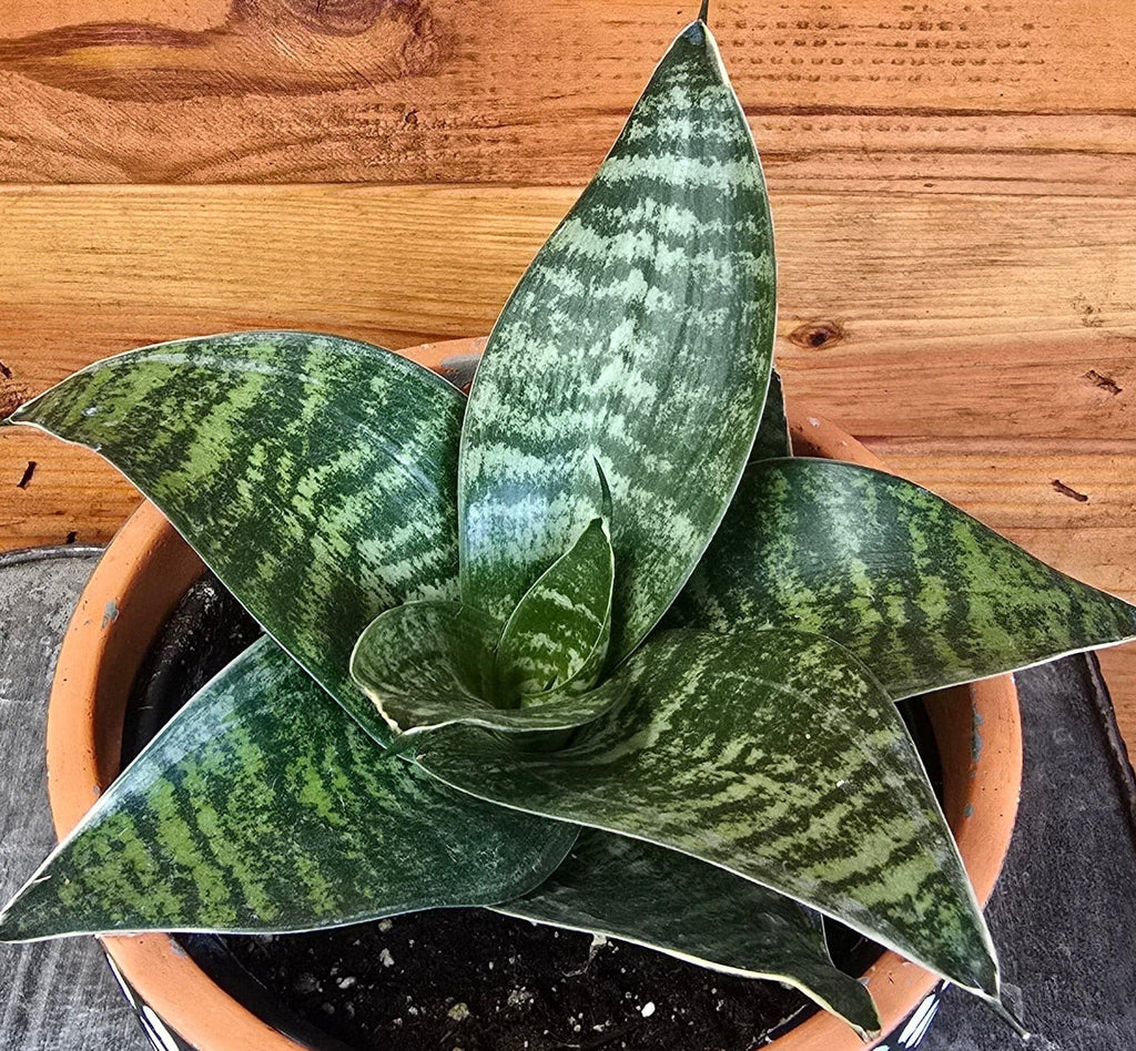 Sansevieria Green Hahnii, 6" Plant