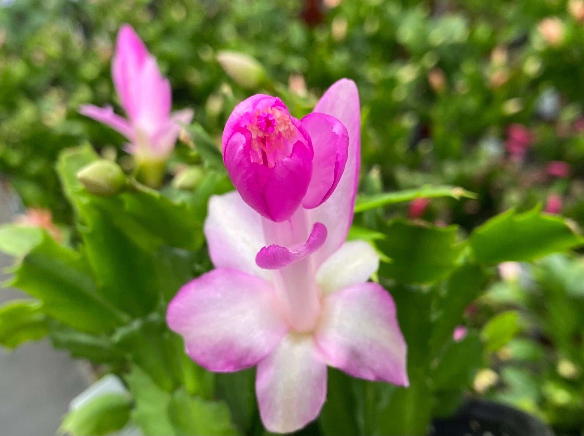 Schlumbergera Holiday Cactus Lavender, 2" Plant