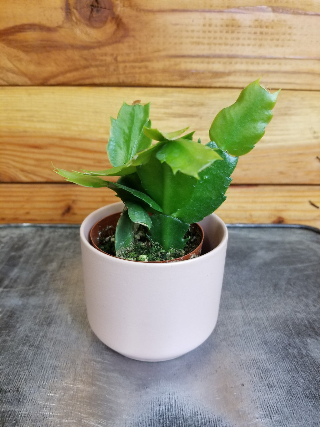 Schlumbergera Holiday Cactus Lavender, 2" Plant