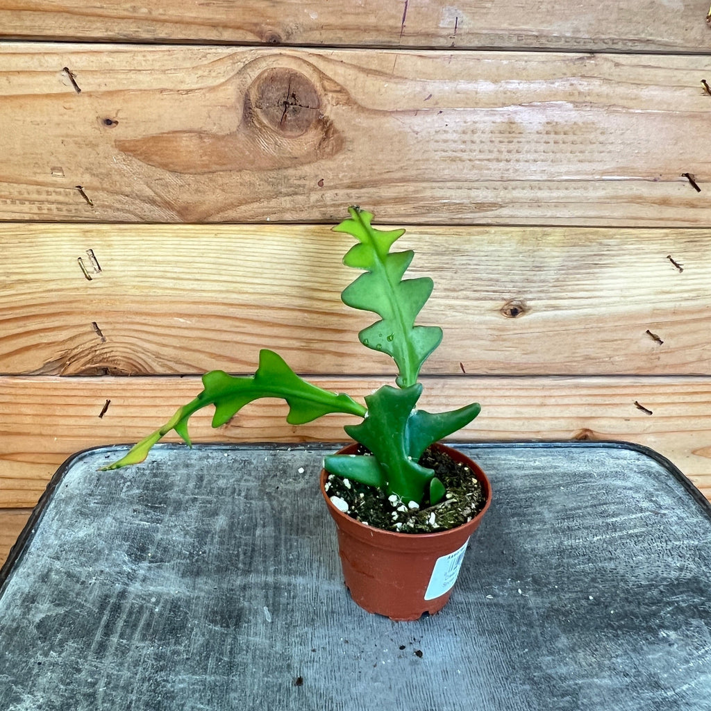 Selenicereus Anthonyanus Fishbone Cactus, 2" Plant
