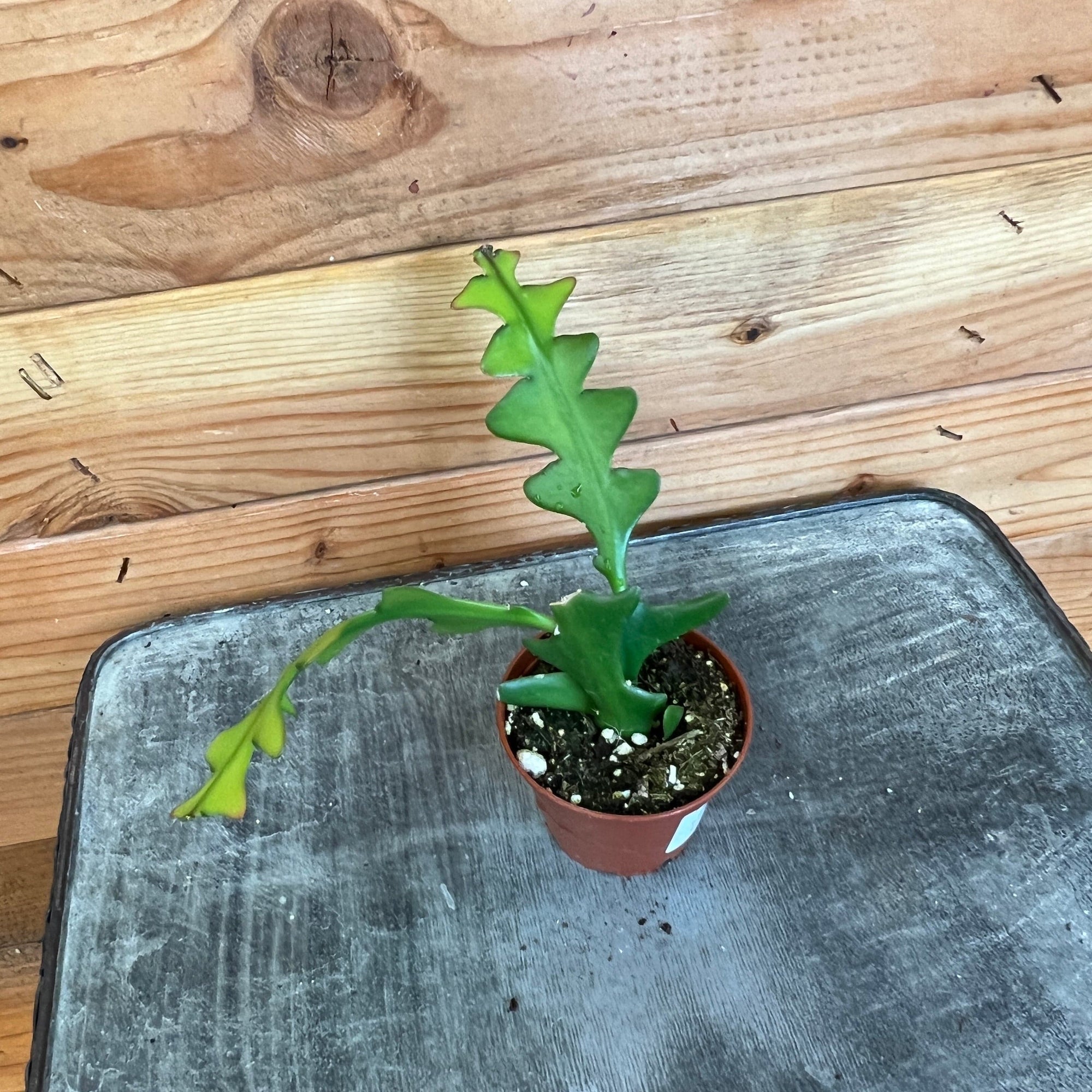 Selenicereus Anthonyanus Fishbone Cactus, 2" Plant