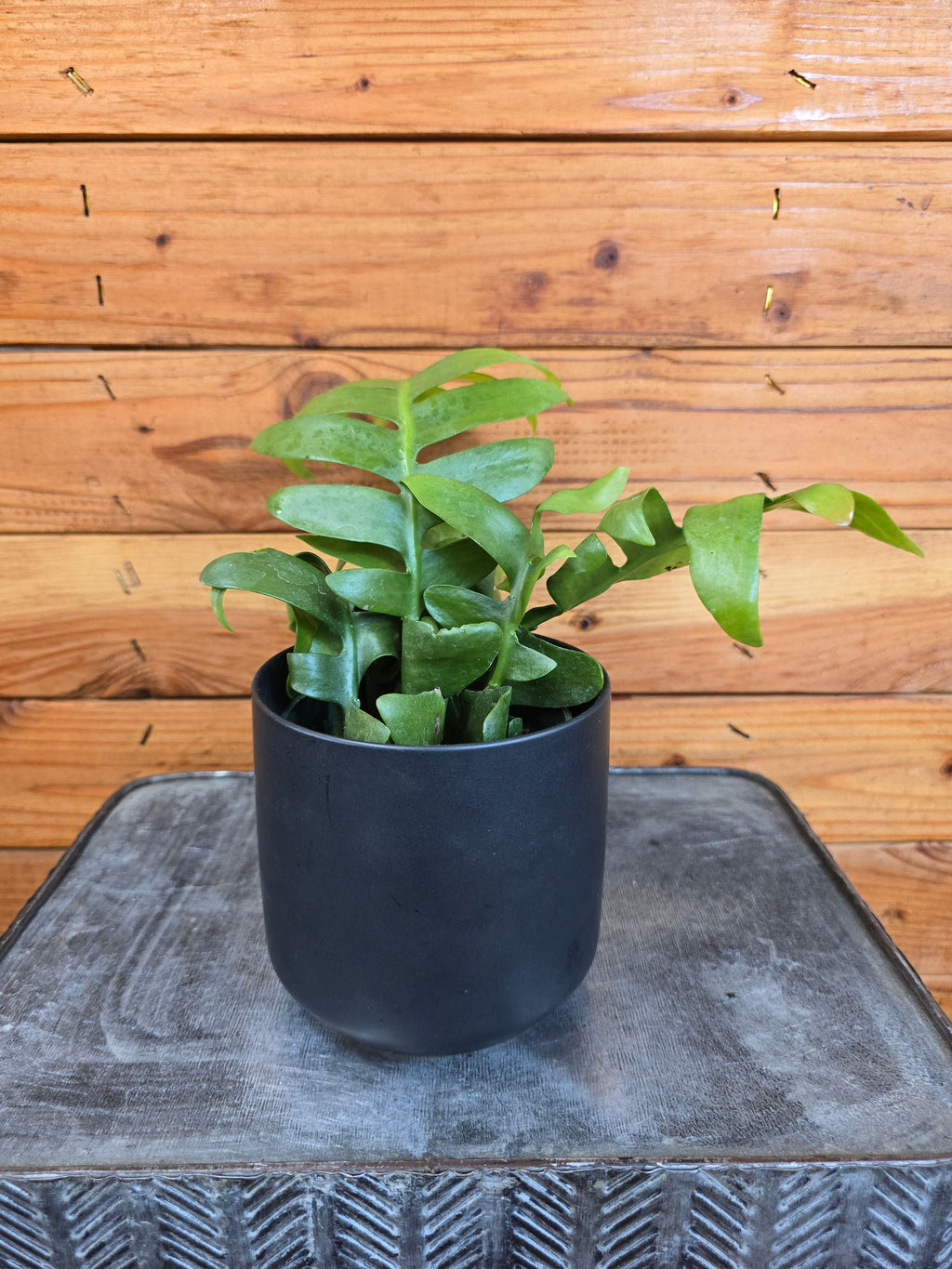 Selenicereus chrysocardium Fernleaf Cactus, 4" Plant