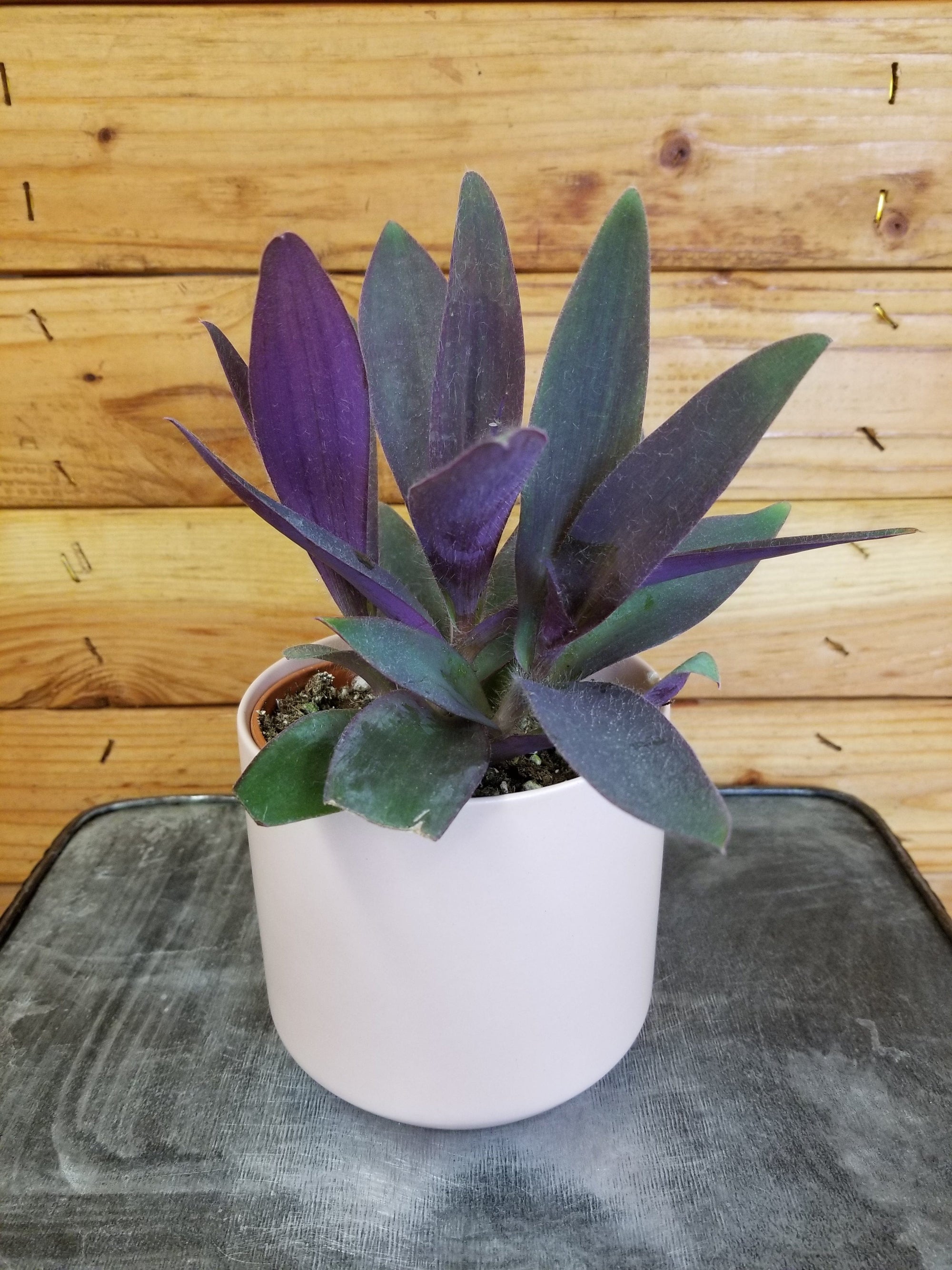 Setcreasea Purple Heart, 4" Plant