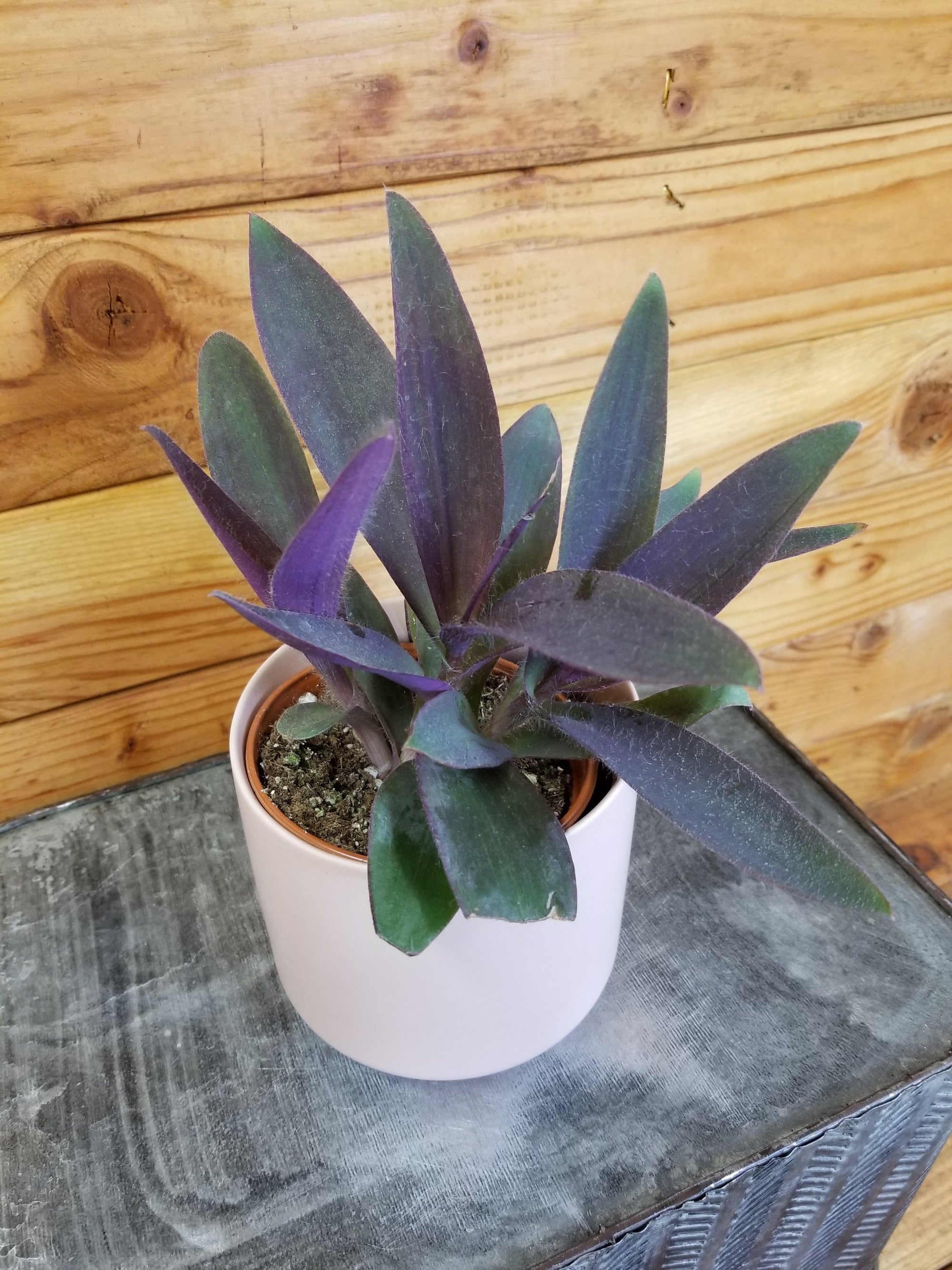 Setcreasea Purple Heart, 4" Plant