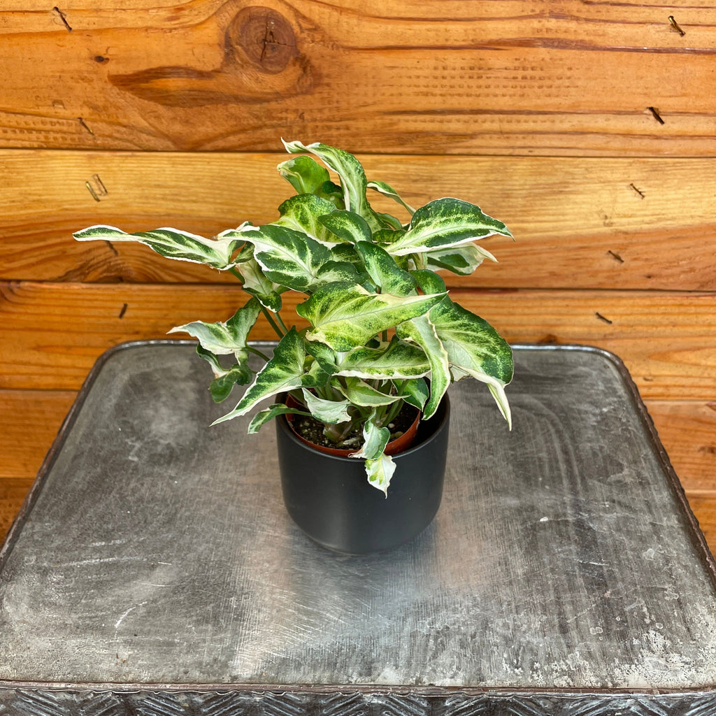 Syngonium Starlite, 2" Plant