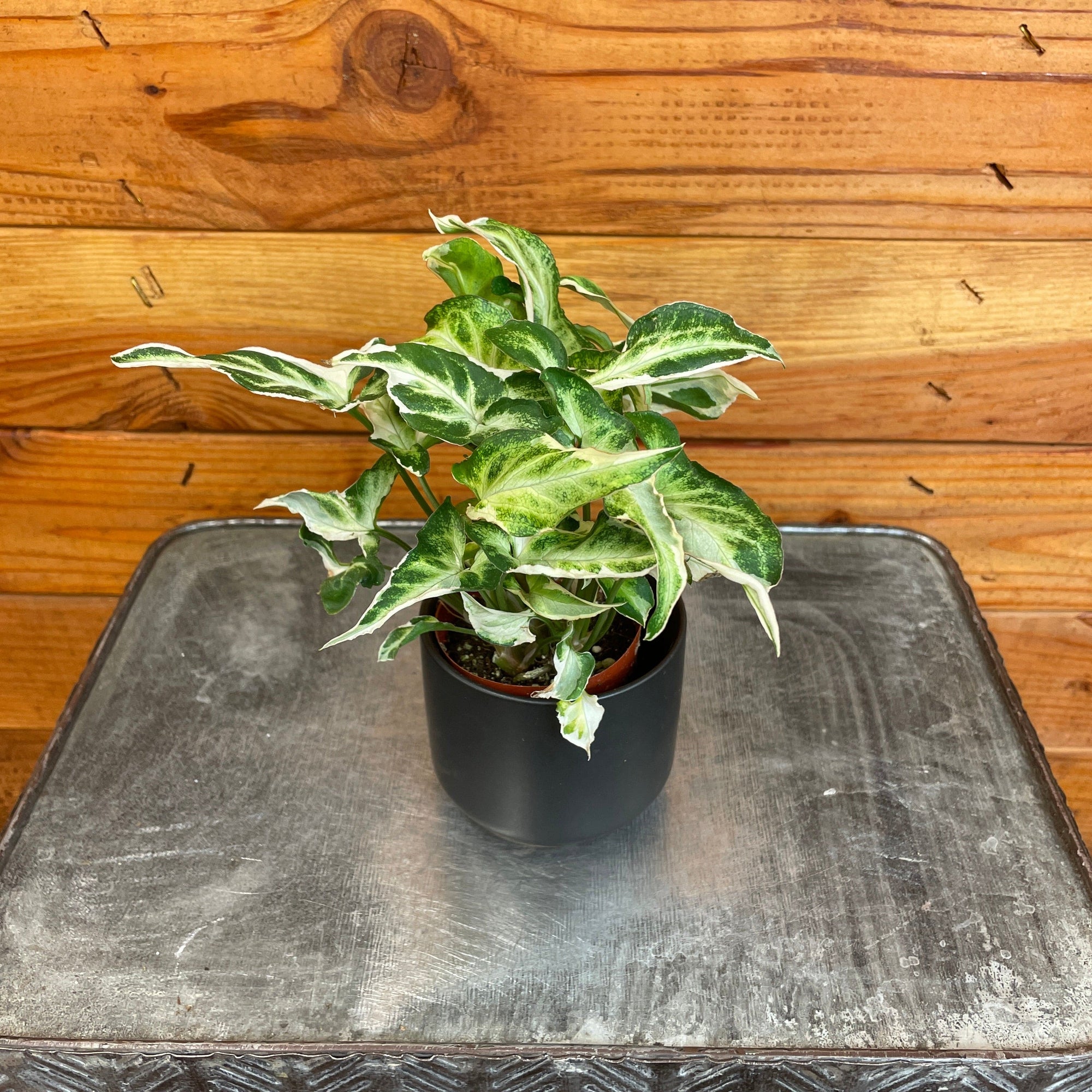 Syngonium Starlite, 2" Plant