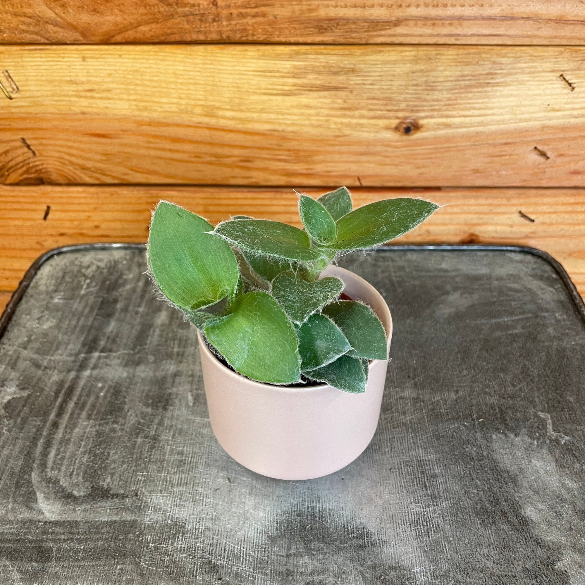 Tradescantia Sillamontana Teddy Bear Vine, 2" Plant