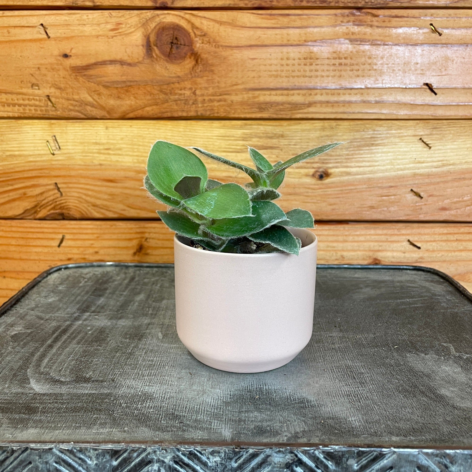 Tradescantia Sillamontana Teddy Bear Vine, 2" Plant