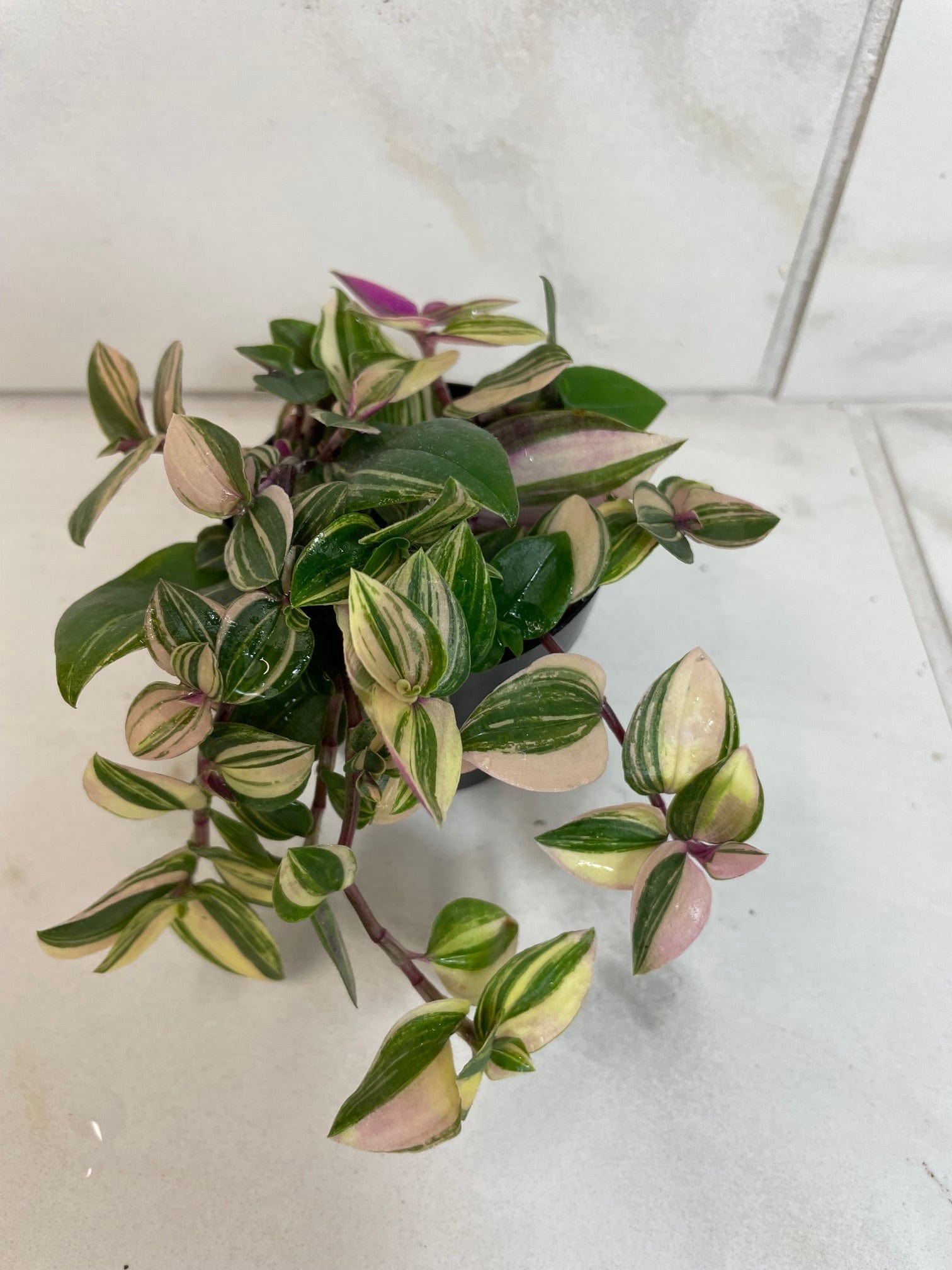 Tradescantia Tricolor, 2" Plant