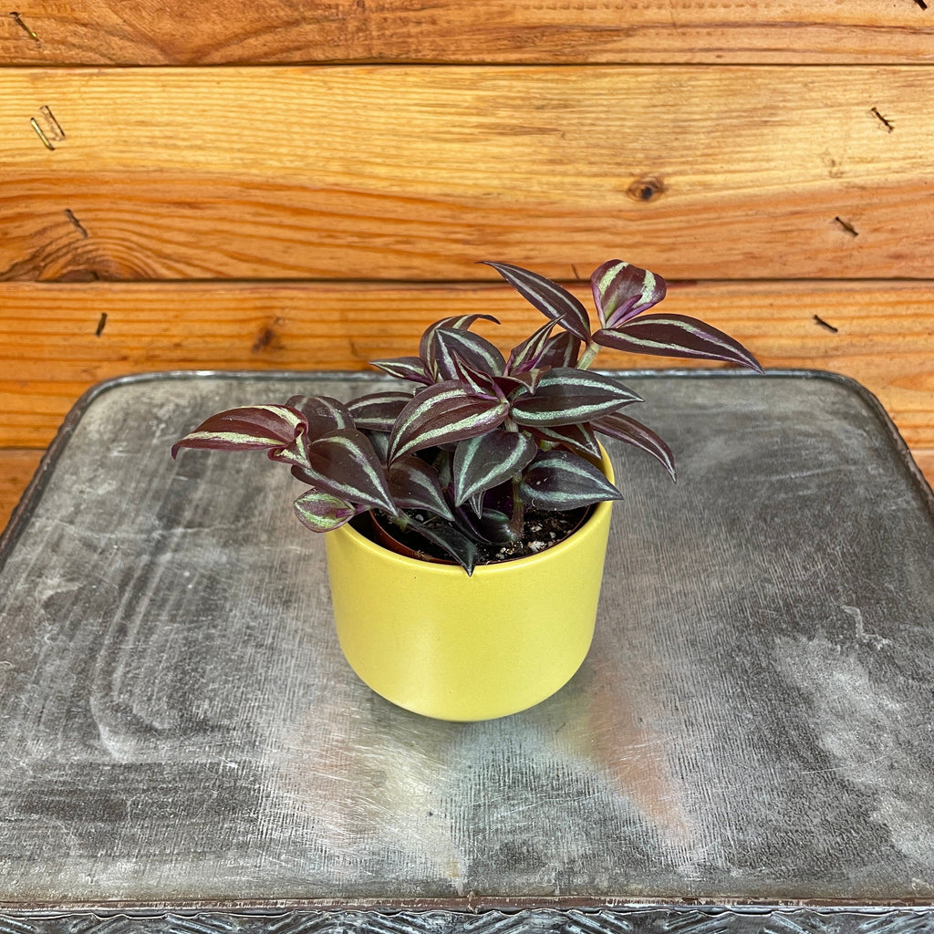 Tradescantia Zebrina Red Mini, 2" Plant